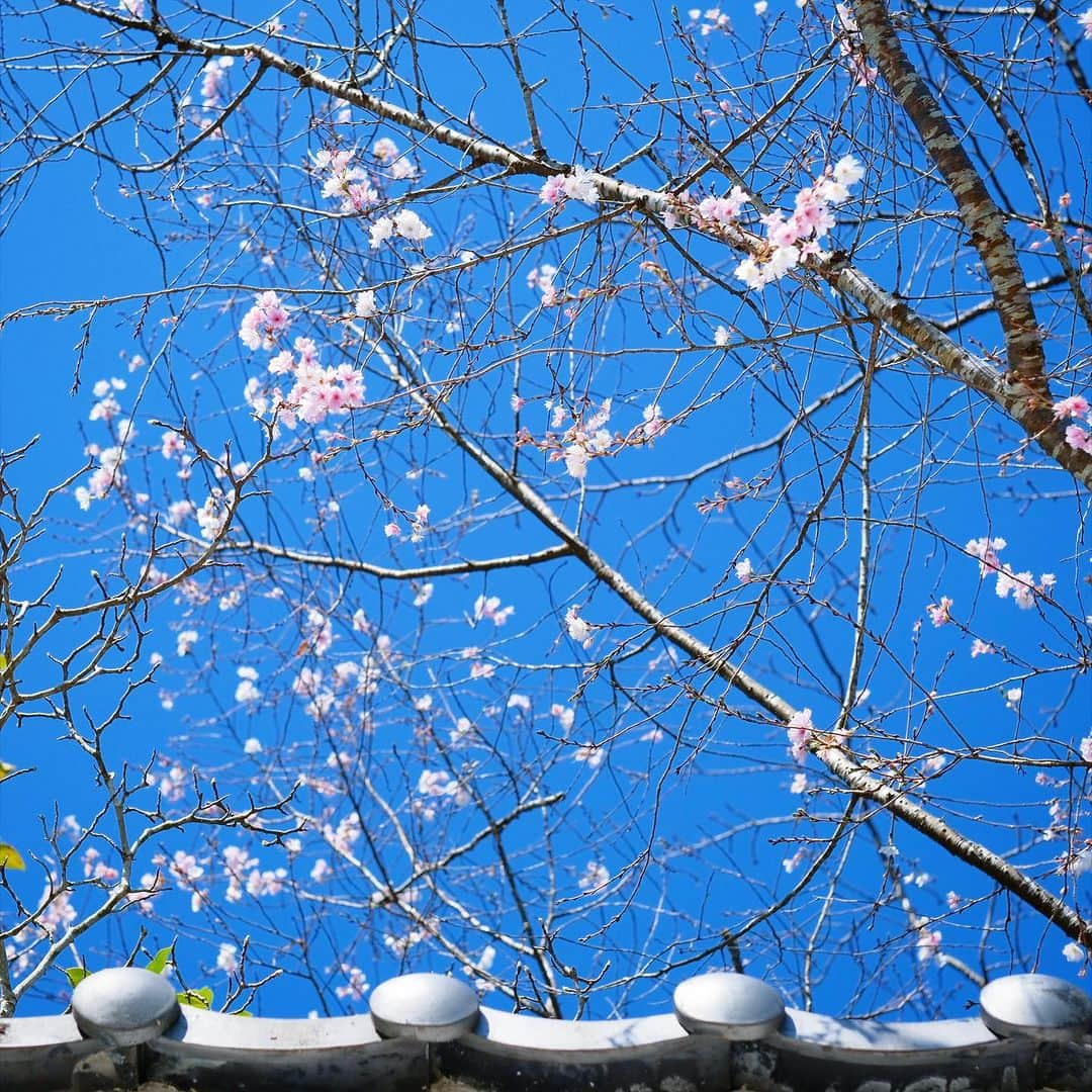 奈良 長谷寺 / nara hasederaのインスタグラム：「#小春 の日和、秋の装い #十月桜 #山茶花 #菊回廊 #寒牡丹 #花水木   The weather is nice, around the beginning of autumn. #Cherry blossoms and #peonies are blooming.  #長谷寺 #奈良長谷寺 #総本山長谷寺 #真言宗豊山派 #花の御寺 #奈良 #hasedera #hasederatemple #temple #japan #japanesetraditional #pilgrimage #nara #tourism #japanesetemple #西国三十三所 #巡礼 #四寺巡礼 #長谷寺が好き #日本遺産 #観音さんさんサイコク巡礼 #千年巡礼」