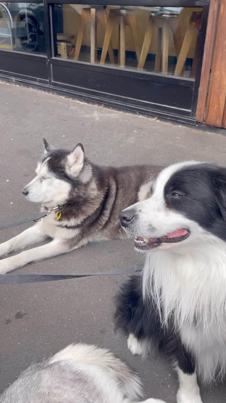 山田愛のインスタグラム：「🥺🤍 day off  Catch up with friends, dog walk, coffee and croissants 🥐 ☕️❤️  #日常 #メルボルン #オーストラリア  #australia #melbourne #dogs #coffee #lifeisgood」