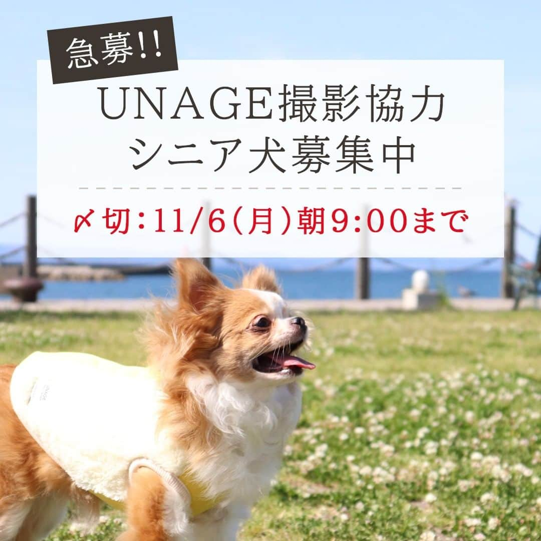 iDog&iCatのインスタグラム：「【緊急応募!!】 UNAGE商品の撮影に協力してくださるシニア犬を募集します！ 11/13(月)に撮影現場にお越しいただき、プロのカメラマンの方に撮影していただきます！  締め切りが11/6(月)朝9時までとなっており、募集期間が短いのでご注意ください。  ⭕️モデル起用予定頭数:2〜３頭 犬種は問いません  ２枚目の画像をよく読んだうえでご応募をお願いいたします。 応募は下記のグーグルフォームからお願いします。 （ストーリーもしくはハイライトからもアクセス可能です。） https://forms.gle/3Abiehc8izCnFLoa7  ※応募にはGoogleアカウントでのログインが必須になります。 ※撮影データは後日お渡し可能です。 ※撮影したお写真はサイト内外でのプロモーション、及び冊子・パネルなどで使用いたします。 ※写真の権利は株式会社ゼフィールになります。  たくさんのご応募お待ちしております。」