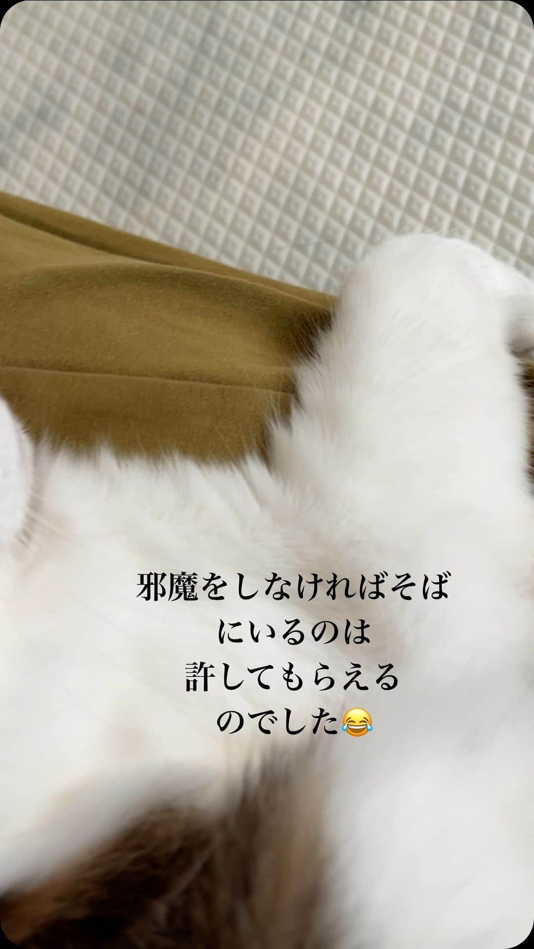 nozomiorideのインスタグラム：「少しずつ変わってるけど 侘助はもっと遊んだり、イチャイチャしたりしたいみたい  #まりもさん  #人馴れ修業中  #ねこのきもち #猫好きさんと繋がりたい #成猫の魅力を伝えたい  #ねこすたぐらむ  #きじしろ#キジシロ#きじしろ男子 #保護猫」