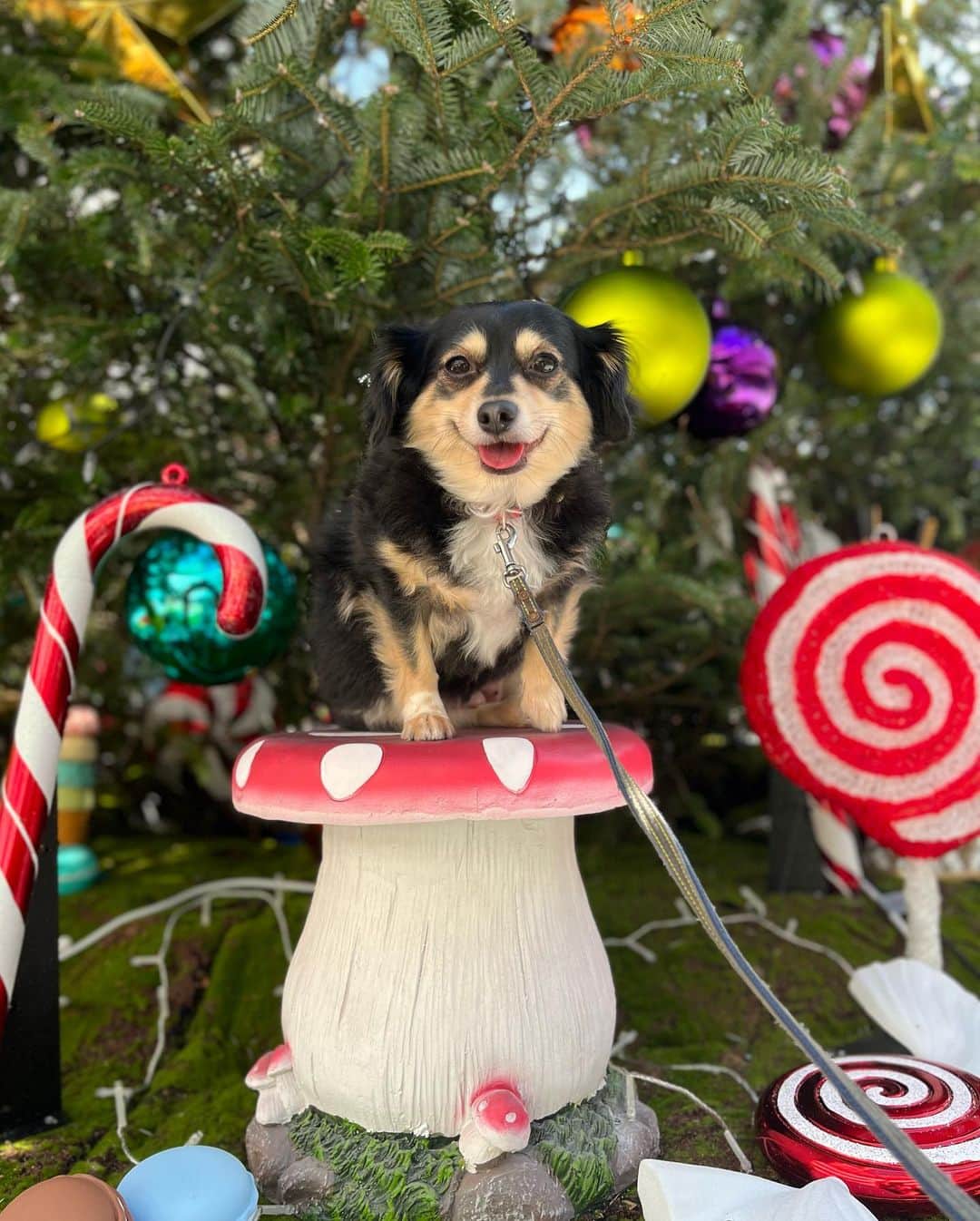 足の裏のインスタグラム：「まろころと #ベイクウォーター にランチへ行ったらもうクリスマスの飾り付けが🌲✨  100均やスリコもハロウィンの時期からクリスマス商品売ってますもんね！  年々早くなってる気がします♪  もうすぐころのお誕生日です🐕🩷 お店を予約しているので楽しみ！  #愛犬 #チワックス #愛犬とお出かけ」