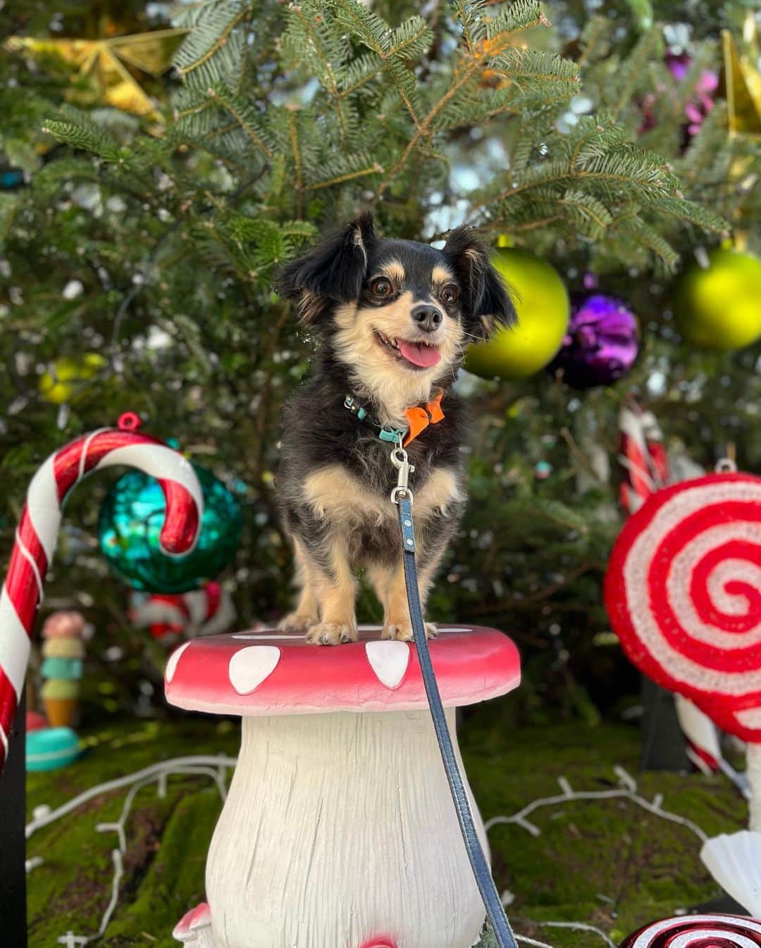 足の裏さんのインスタグラム写真 - (足の裏Instagram)「まろころと #ベイクウォーター にランチへ行ったらもうクリスマスの飾り付けが🌲✨  100均やスリコもハロウィンの時期からクリスマス商品売ってますもんね！  年々早くなってる気がします♪  もうすぐころのお誕生日です🐕🩷 お店を予約しているので楽しみ！  #愛犬 #チワックス #愛犬とお出かけ」11月2日 14時22分 - ashiura.163