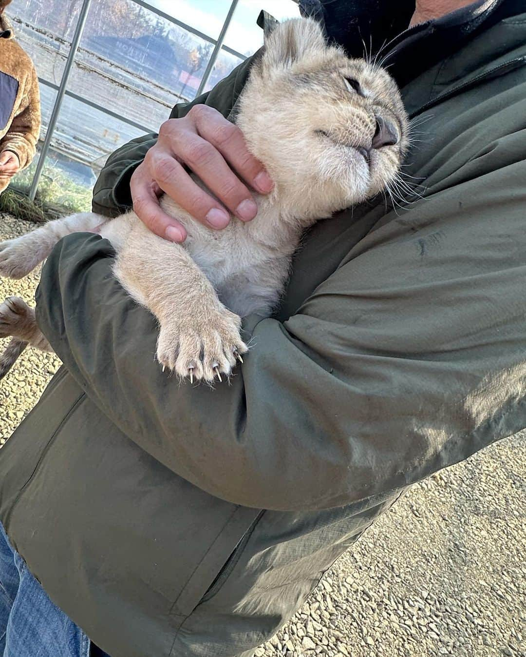 北山美奈さんのインスタグラム写真 - (北山美奈Instagram)「🦁子ライオン🦁3ヶ月😍🧡 可愛すぎてずっとポワポワ抜けなかった😍😳 明日３日からノースサファリさん 　@northsafarisapporo にて公開です🦁🦁 デレガオしてるし、真下からアングルだけど子ライオンちゃんのカメラ目線だから載せちゃう🥺  #バルセロナグループ #ラウンジ凛 #札幌 #すすきの #ススキノ #キャバクラ #キャバ嬢 #キャバクラ嬢 #ニュークラブ #ニュークラ #ニュークラ嬢 #キャバ #ラウンジ #ラウンジ嬢 #ホステス #すすきのキャバクラ #すすきのキャバ嬢 #すすきのグルメ#美脚#美乳#札幌旅行 #美人 #美女 #可愛い #可愛い女の子 #銀座 #六本木 #ノースサファリサッポロ #ライオン」11月2日 14時31分 - rin_minakitayama