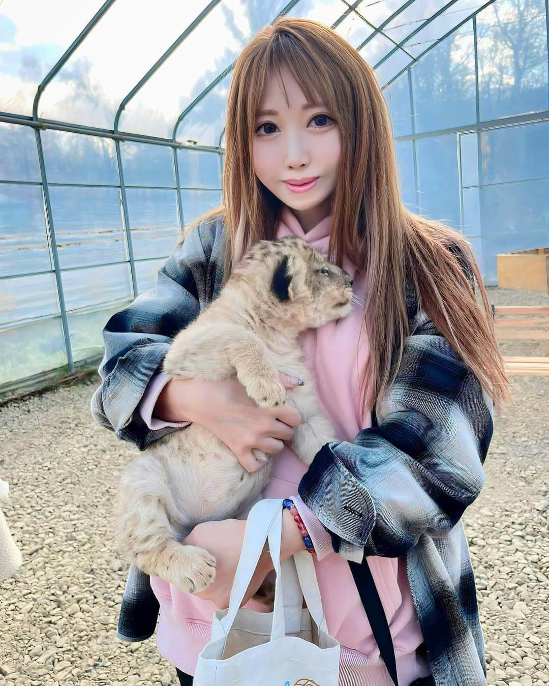 北山美奈さんのインスタグラム写真 - (北山美奈Instagram)「🦁子ライオン🦁3ヶ月😍🧡 可愛すぎてずっとポワポワ抜けなかった😍😳 明日３日からノースサファリさん 　@northsafarisapporo にて公開です🦁🦁 デレガオしてるし、真下からアングルだけど子ライオンちゃんのカメラ目線だから載せちゃう🥺  #バルセロナグループ #ラウンジ凛 #札幌 #すすきの #ススキノ #キャバクラ #キャバ嬢 #キャバクラ嬢 #ニュークラブ #ニュークラ #ニュークラ嬢 #キャバ #ラウンジ #ラウンジ嬢 #ホステス #すすきのキャバクラ #すすきのキャバ嬢 #すすきのグルメ#美脚#美乳#札幌旅行 #美人 #美女 #可愛い #可愛い女の子 #銀座 #六本木 #ノースサファリサッポロ #ライオン」11月2日 14時31分 - rin_minakitayama