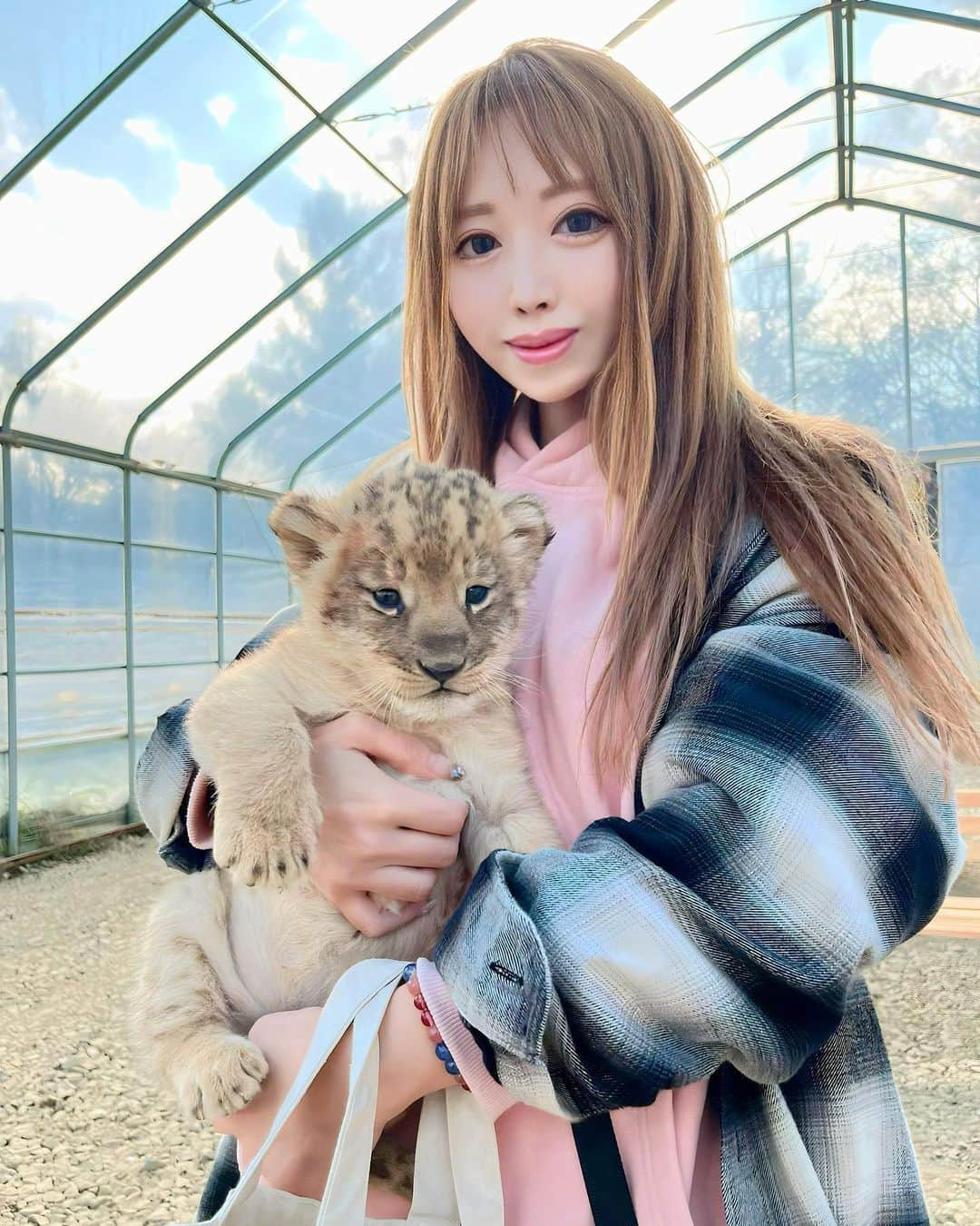 北山美奈のインスタグラム：「🦁子ライオン🦁3ヶ月😍🧡 可愛すぎてずっとポワポワ抜けなかった😍😳 明日３日からノースサファリさん 　@northsafarisapporo にて公開です🦁🦁 デレガオしてるし、真下からアングルだけど子ライオンちゃんのカメラ目線だから載せちゃう🥺  #バルセロナグループ #ラウンジ凛 #札幌 #すすきの #ススキノ #キャバクラ #キャバ嬢 #キャバクラ嬢 #ニュークラブ #ニュークラ #ニュークラ嬢 #キャバ #ラウンジ #ラウンジ嬢 #ホステス #すすきのキャバクラ #すすきのキャバ嬢 #すすきのグルメ#美脚#美乳#札幌旅行 #美人 #美女 #可愛い #可愛い女の子 #銀座 #六本木 #ノースサファリサッポロ #ライオン」