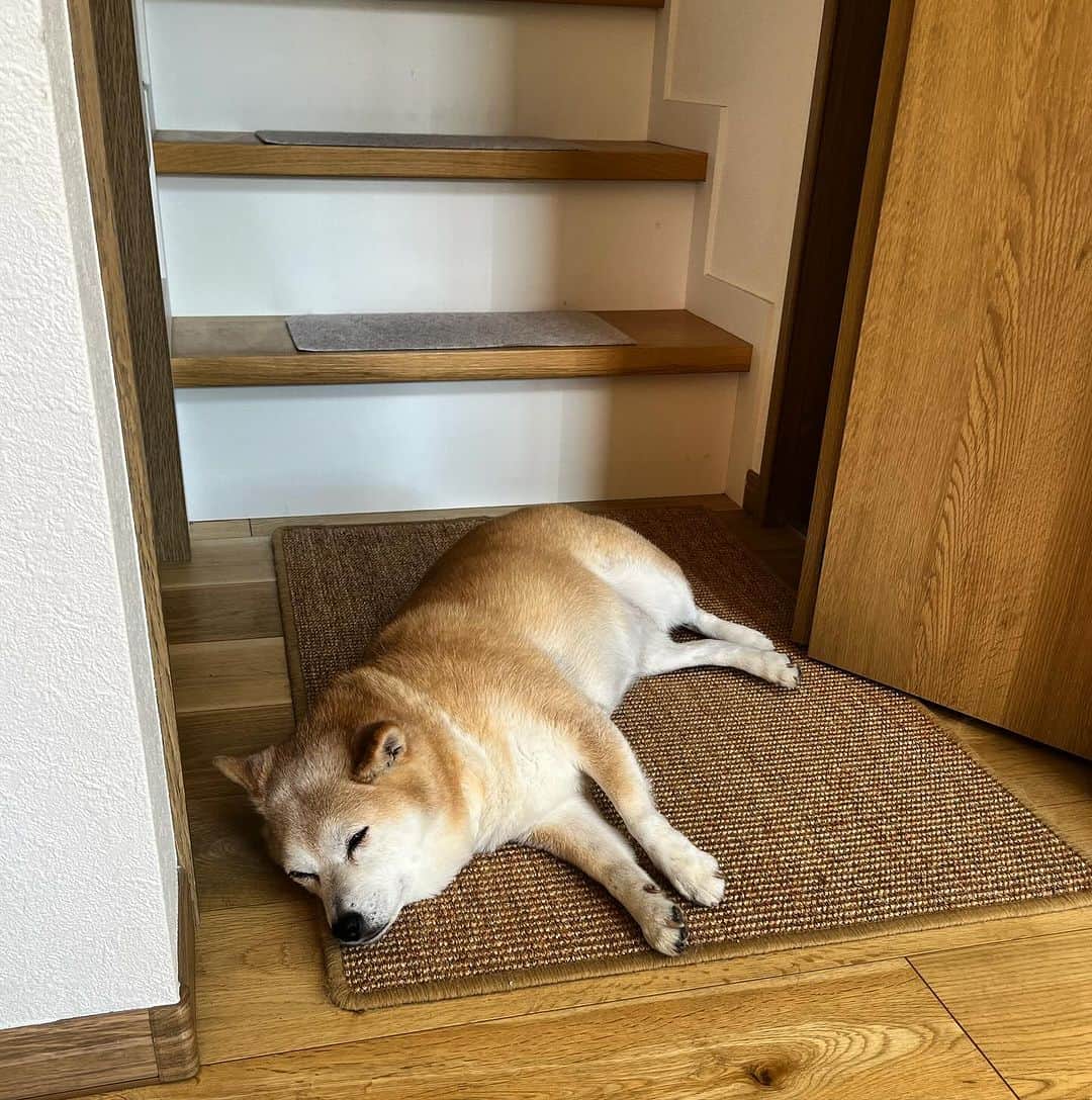 マル子のインスタグラム：「あの〜階段上りたいのですが… あの〜物置の扉開けたいのですが…  スミマセン我慢しますw  #マル子  #柴ダム」