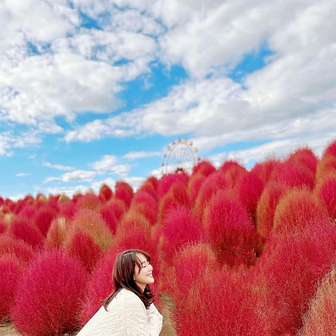 村上麻衣さんのインスタグラム写真 - (村上麻衣Instagram)「🤎beautiful❤️  コキアの燃えるような赤と 抜けるような秋の青空と 高く浮かぶ白い雲 そして夢をはこぶ観覧車🎡  全てが美しかったです🥰✨  美しい写真が撮りたいな。 Instagramはこうでなくちゃ。笑  #コキア#秋 #秋の風景 #秋の空 #秋だね #コキアの紅葉 #綺麗 #美しい#autumn #Japan#beautiful #nature #お出かけ #日帰り旅行#自然」11月2日 14時48分 - maimaisue