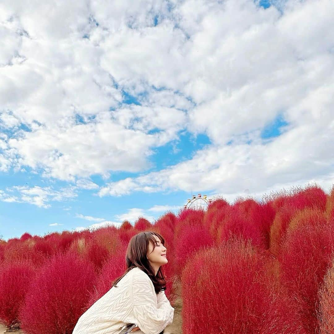 村上麻衣のインスタグラム：「🤎beautiful❤️  コキアの燃えるような赤と 抜けるような秋の青空と 高く浮かぶ白い雲 そして夢をはこぶ観覧車🎡  全てが美しかったです🥰✨  美しい写真が撮りたいな。 Instagramはこうでなくちゃ。笑  #コキア#秋 #秋の風景 #秋の空 #秋だね #コキアの紅葉 #綺麗 #美しい#autumn #Japan#beautiful #nature #お出かけ #日帰り旅行#自然」