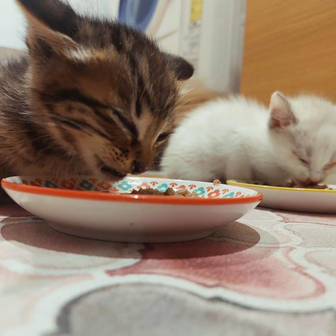 高口里純のインスタグラム：「＞ω＜仔猫、四匹保護！里親探すぞ！(ちなみに私は漫画家でございます(笑)なんだかレスキューが日常になりそうな… ！Σ(￣□￣;))  #保護猫#生後一ヶ月半？#健康状態良好#母猫保護#避妊手術予定  #cats」
