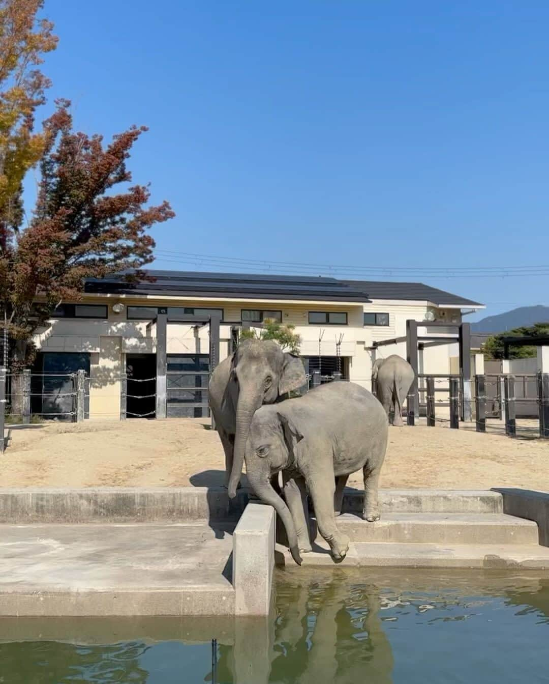 THE WESTIN KYOTO ウェスティン都ホテル京都のインスタグラム：「ウェスティン都ホテル京都では、SDGsの取組みのひとつとして、京都市動物園様への食材寄付を行っています。   今回は、オールデイダイニング「洛空」のサラダなどで使用した野菜の端材を提供し、アジアゾウやチンパンジー、アカゲザルのエサとして使用いただきました。 餌やりに同行させていただき、アジアゾウが器用にえさをまとめて食べる様子を間近で撮影させていただきました。 ウェスティン都ホテル京都では、今後もこのような活動を通じて、SDGｓの実現に向けた取組みを続けてまりいます。 -------------------------------------------------------   🦍京都市動物園（ホテルから徒歩5分） 明治36年（1903）4月に開園し、今年で120周年を迎えた京都市動物園。 6つのエリアに分かれておよそ120種類の動物が展示されていることや日本で2番目に歴史のある観覧車など 見どころがたくさんのご家族連れに人気のスポット。 @kyotoshidoubutsuen  #ウェスティン都ホテル京都 #westinmiyakokyoto  #sdgs  #京都市動物園 #京都観光　#子連れ京都」