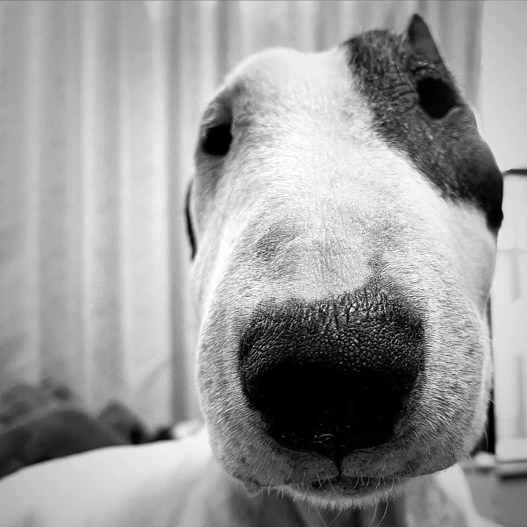Q太郎さんのインスタグラム写真 - (Q太郎Instagram)「#minituru#bull#terrier#minibullterrier#miniturubullterrier#dog#dogstagram#cute#qtaro#love#family#ミニチュア#ブルテリア#ミニチュアブルテリア#Q太郎」11月2日 16時32分 - qtaro.jun