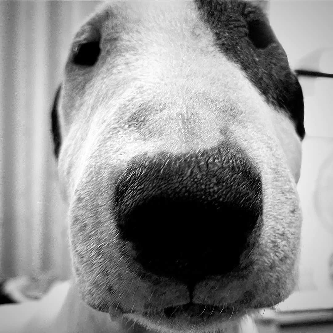 Q太郎さんのインスタグラム写真 - (Q太郎Instagram)「#minituru#bull#terrier#minibullterrier#miniturubullterrier#dog#dogstagram#cute#qtaro#love#family#ミニチュア#ブルテリア#ミニチュアブルテリア#Q太郎」11月2日 16時32分 - qtaro.jun