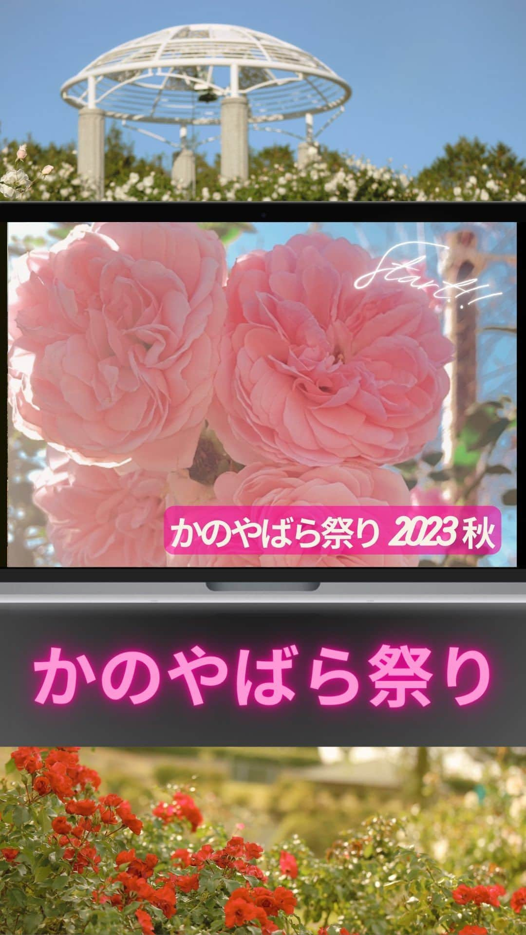 鳥越佳那のインスタグラム：「【かのやばら祭り2023秋】～開催中🌹～  ついに！開幕🌹！ 10月28日(土)から始まった ばら祭りの様子をお届け♪  朝、運が良ければ 雲海×バラのコラボが👀✨ 温かい光にも照らされ なんとも幻想的な雰囲気でした🌹  初日は地元園児たちによる 元気な演奏が響いていましたよ♪  期間中、様々なイベントが開催されます✨  詳しくはかのやばら園のInstagramをチェック💡 @kanoya_rosegarden  ～〜〜〜〜〜〜〜〜〜〜〜〜 ◎イベント名：かのやばら祭り 2023秋 ◎住所：鹿児島県鹿屋市浜田町1250 ◎開催日：2023年10月28日（土）～11月26日（日） ※上記期間中は無休 ◎開演時間：午前9時～午後5時　 ◎入園料：大人310円、小中高生110円 ※11月4日(土)・5日(日)は子ども無料入園日 ～〜〜〜〜〜〜〜〜〜〜〜〜 . . #鹿児島 #鹿児島旅行 #鹿児島グルメ #kagoshima #鹿屋 #鹿屋市 #鹿屋観光 #kanoya #kanoyeahcity #KANOYeahCITY #鹿児島県 #九州 #国内旅行 #japan #kyushu #travel #japantrip #かのやばら園 #かのやばら祭り #霧島ヶ丘公園 #鹿児島イベント #鹿屋イベント #雲海」