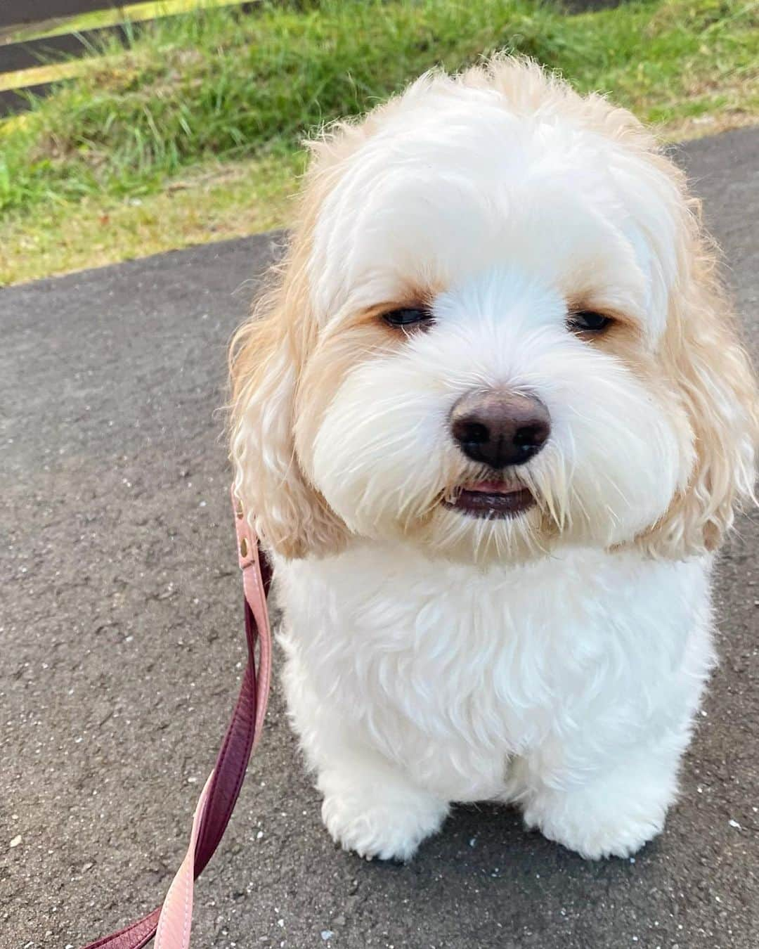 あんちゃんのインスタグラム：「ママ写真撮りすぎだぞ😑  だってあんちゃんいつなんどきも可愛くて ついつい何枚も撮っちゃうんだもん🤭🩷  そんな呆れた顔しないで🫶笑  ストーリー見ていただいてた方はご存知の通り 家族みんなで一泊 グランピングしてきました🏕️✨  年内旅行は これが最後になるかな…🤔？？  この写真は到着時 パパがチェックインしにいってる間に お出かけでニコニコなあんちゃんが可愛くて 連写してた時のやつですね🤳🐶笑  また何投稿か 旅行の記録が続きますーっ📝  #キャバションあんちゃん  #あんちゃん　#ぬいぐるみ犬 #スヌーピー  #スヌーピー犬 #キャバション　#キャバビション　 #キャバリア #キャバリアキングチャールズスパニエル #ビションフリーゼ　 #犬  #いぬすたぐらむ #犬のいる暮らし  #わんこなしでは生きていけません会 #いぬのきもち  #犬好きな人と繋がりたい #短足部　#比熊犬 #doglove #cavachon #inustagram #puppy  #snoopy #andy #멍스타그램 #개스타그램　#댕스마스」