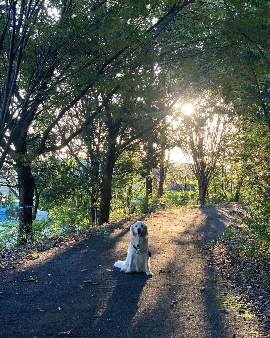 P太郎ママさんのインスタグラム写真 - (P太郎ママInstagram)「朝の時間の美しさに、 感動ーーーー。 ありがとう。 ←何に感謝か、よーわからんけど。 自然に込み上げてくる。 これが畏敬の念てやつなんだろーか？」11月2日 16時45分 - ptarodada