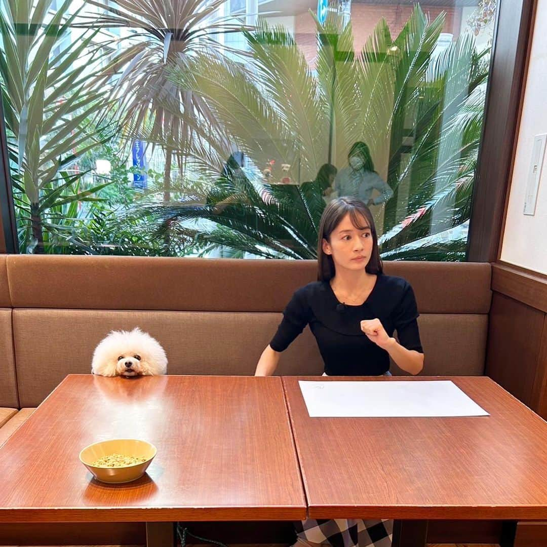 宇内梨沙さんのインスタグラム写真 - (宇内梨沙Instagram)「11/1は「わんわんわん！」 ということで、犬の日でした🐶  #ひるおびライフ では 愛犬・愛猫と旅をする #ペットツーリズム についてご紹介しました。  そのロケでローリーと一緒に 犬ファーストなホテル「inumo芝公園」を満喫✨  ローリーも紺と白のスタイを着けて ツインコーデです🐶  東京の中心に こんなホテルが出来たなんて…🥰  ベッドで一緒に寝られて ご飯も一緒にテーブルで頂けます。 飼い主にとっては とても嬉しいサービス☺️ (マナーベルトは必要です)  プライベートでまた遊びにきたいと思います。  ローリーとのホテルステイは 母と定期的にしていて これまでも箱根や伊豆、お台場など 色んなところに泊まりました✨  ローリーの誕生日には 次はどこに行こうかな〜🥰  #ロケの合間に母が撮っていた写真  #１枚目の舌だしローリーが優勝 #ローリーも母もお疲れ様  #ビションフリーゼ」11月2日 17時02分 - risaunai