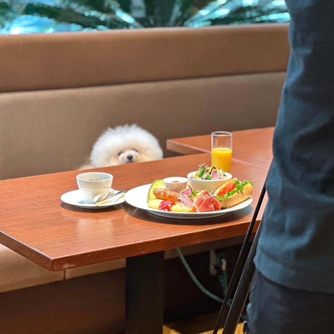 宇内梨沙さんのインスタグラム写真 - (宇内梨沙Instagram)「11/1は「わんわんわん！」 ということで、犬の日でした🐶  #ひるおびライフ では 愛犬・愛猫と旅をする #ペットツーリズム についてご紹介しました。  そのロケでローリーと一緒に 犬ファーストなホテル「inumo芝公園」を満喫✨  ローリーも紺と白のスタイを着けて ツインコーデです🐶  東京の中心に こんなホテルが出来たなんて…🥰  ベッドで一緒に寝られて ご飯も一緒にテーブルで頂けます。 飼い主にとっては とても嬉しいサービス☺️ (マナーベルトは必要です)  プライベートでまた遊びにきたいと思います。  ローリーとのホテルステイは 母と定期的にしていて これまでも箱根や伊豆、お台場など 色んなところに泊まりました✨  ローリーの誕生日には 次はどこに行こうかな〜🥰  #ロケの合間に母が撮っていた写真  #１枚目の舌だしローリーが優勝 #ローリーも母もお疲れ様  #ビションフリーゼ」11月2日 17時02分 - risaunai