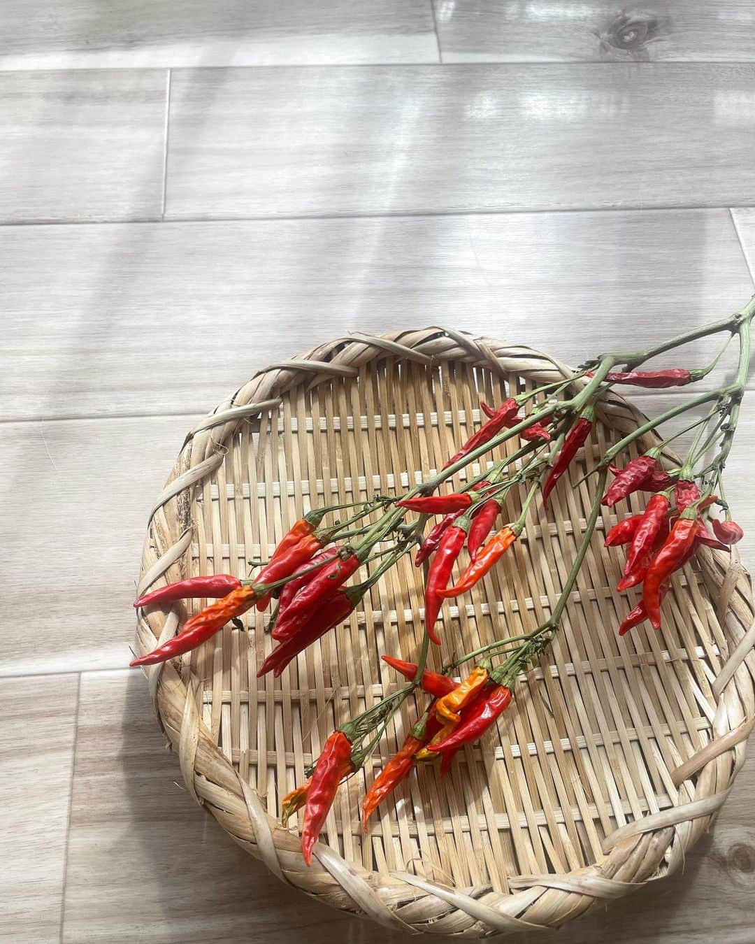 高田秋のインスタグラム：「家庭菜園で育てたトウガラシを🌶 いただいたので家で2.3週間干してみた👏 緑色から赤になってきた💚♥️ 白ワインビネガーとお砂糖で薬味的なの 作ってみた🍽パスタとかにかけようかなぁ？ あとは何にしよ…🤭」