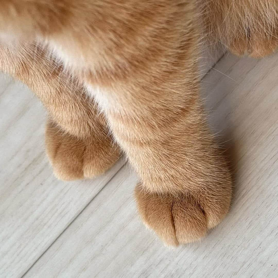 PECOねこ部のインスタグラム