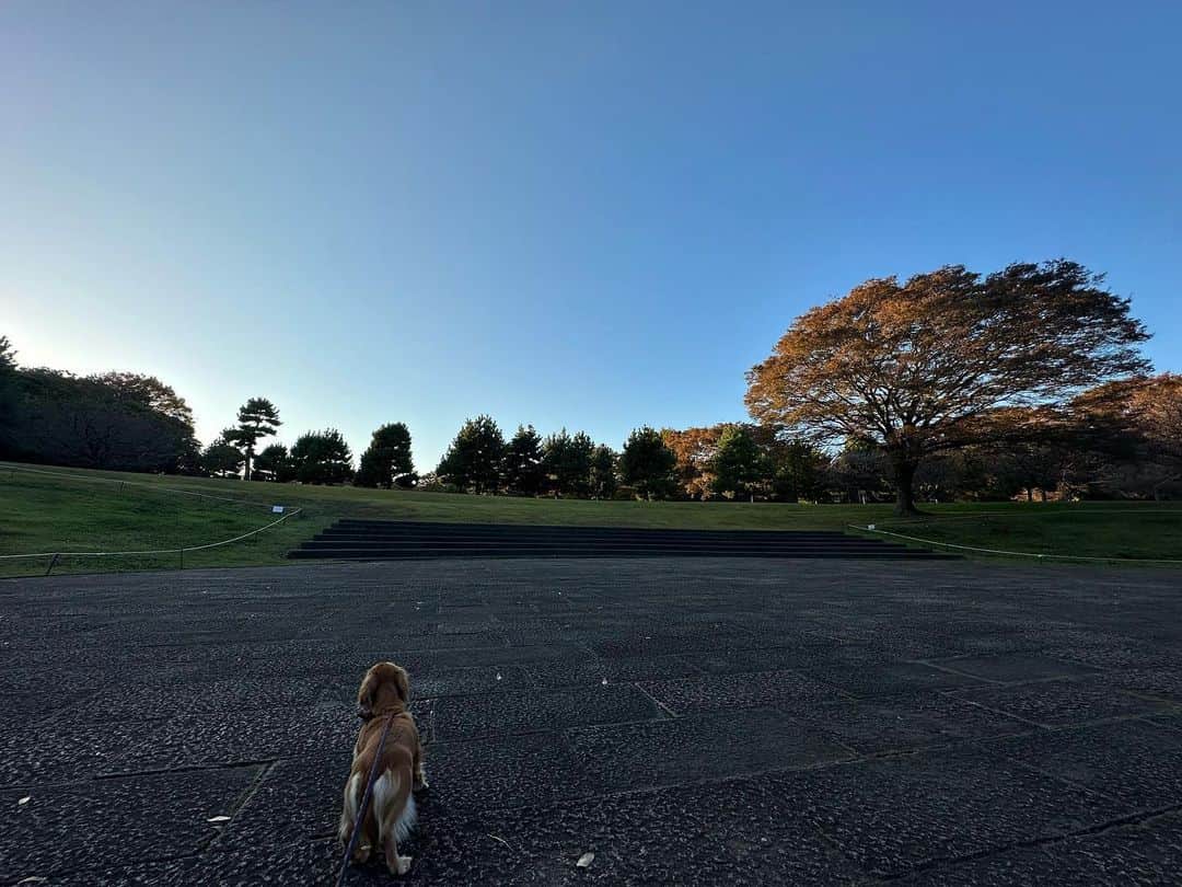 沙月愛奈さんのインスタグラム写真 - (沙月愛奈Instagram)「⁡ ⁡ 夕陽がいい仕事をしてくれた✨ でも撮るのは大変だった😂 ⁡ #お出掛け日和 #休日の過ごし方  #犬のいる暮らし #いぬすたぐらむ #カニンヘンダックス  #相模原公園 #帽子を脱いだら #ボサボサヘアー」11月2日 17時13分 - satsuki_aina_ayumi