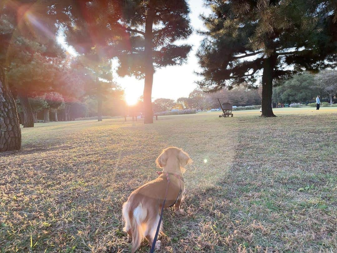 沙月愛奈さんのインスタグラム写真 - (沙月愛奈Instagram)「⁡ ⁡ 夕陽がいい仕事をしてくれた✨ でも撮るのは大変だった😂 ⁡ #お出掛け日和 #休日の過ごし方  #犬のいる暮らし #いぬすたぐらむ #カニンヘンダックス  #相模原公園 #帽子を脱いだら #ボサボサヘアー」11月2日 17時13分 - satsuki_aina_ayumi