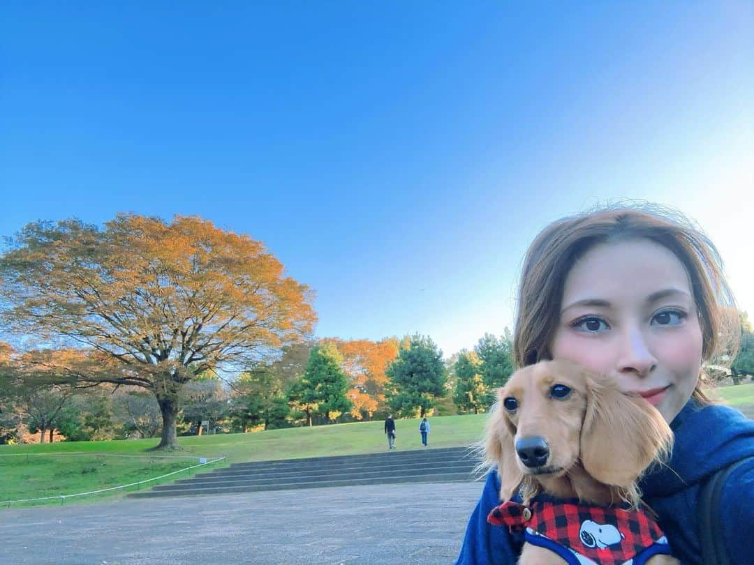 沙月愛奈さんのインスタグラム写真 - (沙月愛奈Instagram)「⁡ ⁡ 夕陽がいい仕事をしてくれた✨ でも撮るのは大変だった😂 ⁡ #お出掛け日和 #休日の過ごし方  #犬のいる暮らし #いぬすたぐらむ #カニンヘンダックス  #相模原公園 #帽子を脱いだら #ボサボサヘアー」11月2日 17時13分 - satsuki_aina_ayumi