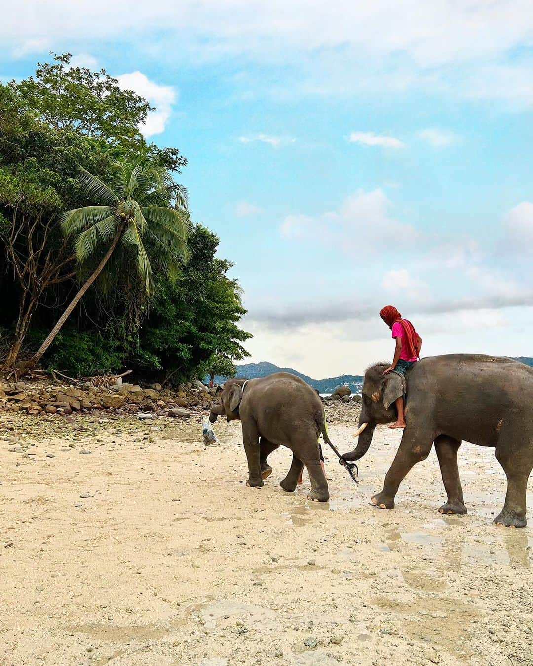 松中みなみさんのインスタグラム写真 - (松中みなみInstagram)「Phuket旅行🏖️Day1♡  トラの次はゾウさんとたわむれ🐘 📍@elephantswims_phuket   青い海と可愛い象に乗って写真❣️❣️と張り切ってたら あれ？？海が消えてる……😧  干潮でした…🤦‍♀️🤦‍♀️🤦‍♀️笑　盲点だった…笑  夕方に予約したらこーなるのでみんな気を付けてっ🥹  でも象ライドは楽しかった‼︎‼︎ お利口さんでちょっと食いしん坊で🩵  序盤に🍌あげたら食い付きすごくてちょっと焦ったもんw  皮膚からチキチキしたしっかりめの毛が生えてて それがちょっと痛痒かった✴︎✴︎  最後はゴミ拾いをして帰っていく像さんにキュン🥹👏💓  帰り際、象に触れてた部分が痒いな、、と思ったら ポツポツが…  どうやら私、象アレルギーでした🤣🤣🤣  次は服を着て満潮で象ライドリベンジだっ🐘🩵  Photo by @hinataeto 🎀  #プーケット旅行 #プーケット観光 #象乗り #elephantswim  #phukettrip #phuketbeach #luckybeach」11月2日 17時38分 - minami_matsunaka