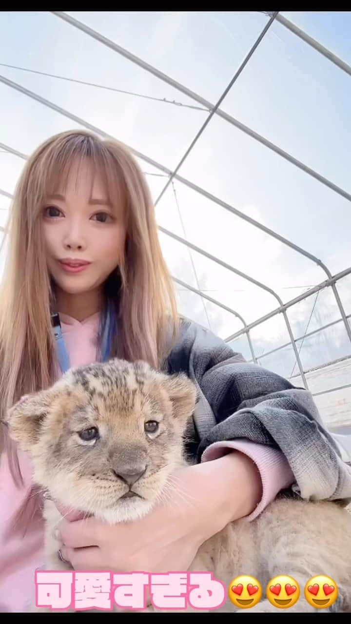 北山美奈のインスタグラム：「赤ちゃんライオン🦁 毛はふわふわ☁️☁️ 癒されすぎた😍😍😍 ３日から一般公開です☺️  #バルセロナグループ #ラウンジ凛 #札幌 #すすきの #ススキノ #キャバクラ #キャバ嬢 #キャバクラ嬢 #ニュークラブ #ニュークラ #ニュークラ嬢 #キャバ #ラウンジ #ラウンジ嬢 #ホステス #すすきのキャバクラ #すすきのキャバ嬢 #すすきのグルメ#美脚#美乳#札幌旅行 #美人 #美女 #可愛い #可愛い女の子 #銀座 #六本木 #ライオン#子ライオン」