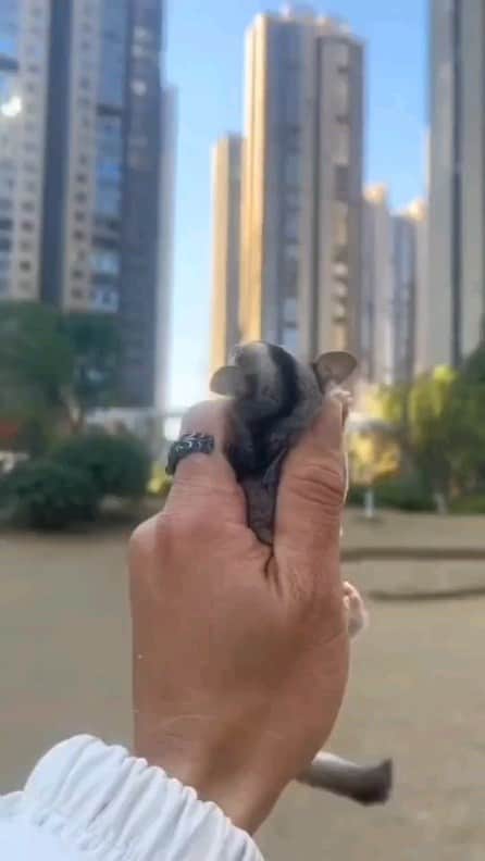 Cute baby animal videos picsのインスタグラム：「Cute flying squirrel 🐿️😍 Song : Time- by @skars check it out. - - Follow us @cutie.animals.page for more !! 💙 - - Credit 📸 via - DM  - #animals #nature #animal #pets #love #cute #wildlife #pet #cats #dog #photography #dogs #instagram #cat #naturephotography #of #photooftheday #dogsofinstagram #animallovers #wildlifephotography #petsofinstagram #birds #catsofinstagram #instagood #petstagram #art #animalsofinstagram #puppy #bird #bhfyp」
