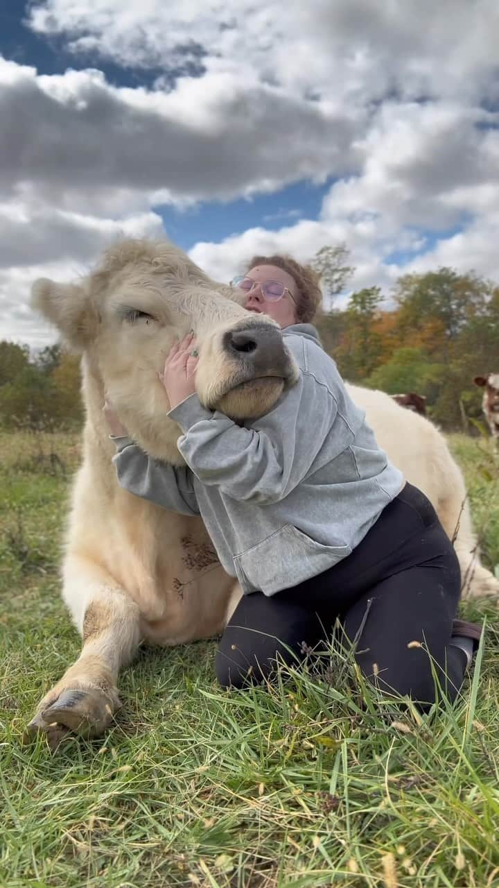 Earth Picsのインスタグラム：「@laciemevans explains why having a pet cow 🐮 is the best thing ever! And we agree with her, we want a pet cow at the earthpix farm.」