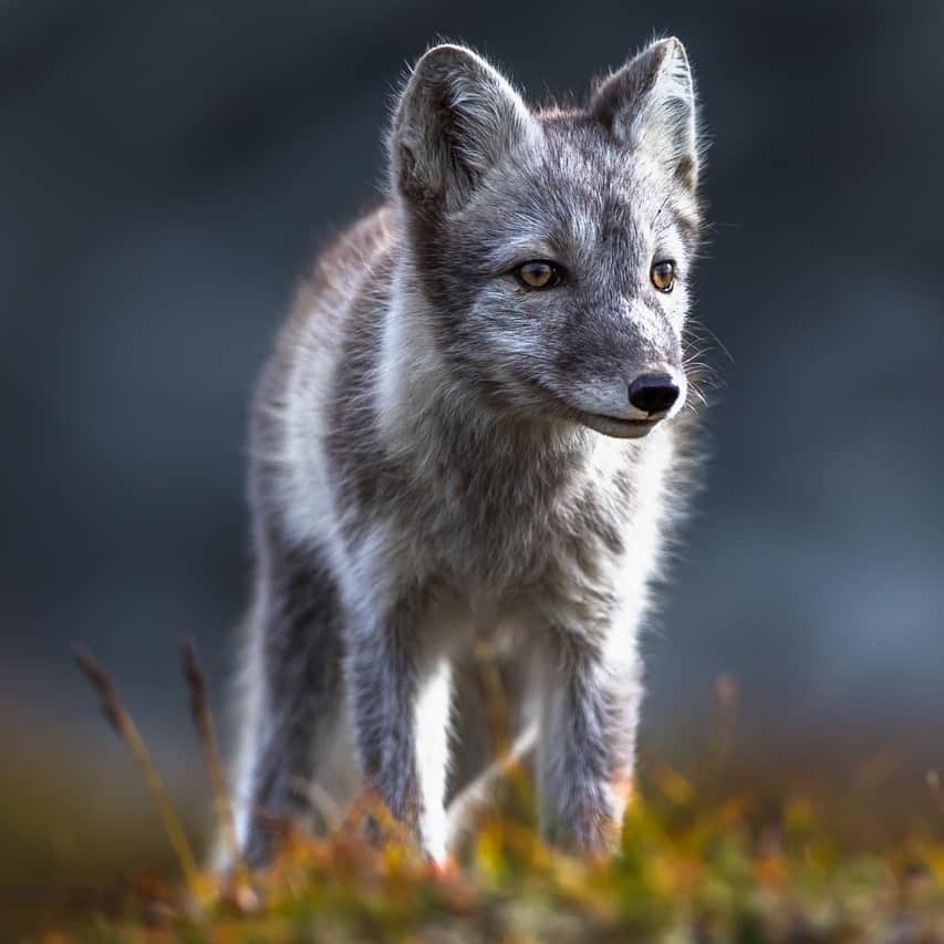 アニマルプラネットのインスタグラム：「Fall glow-up ✨  Every fall as temps plunge in the far north, the #Arcticfox trades its earthy summer look for a white winter coat that's twice as thick and camouflages with the snow, making this fluffy canid the best-insulated mammal in the world!  #wildlife #winteriscoming」