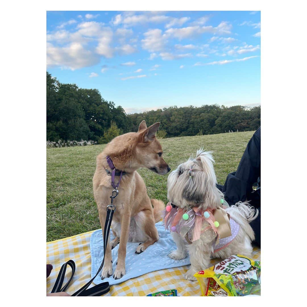 田辺あゆみさんのインスタグラム写真 - (田辺あゆみInstagram)「🌞🧺 先日、気持ちよい秋晴れの中、うどんちゃん(ハロウィン仕様🎃)とあぐちゃんとピクニックしてきました。  うどんちゃん、あぐちゃんのことだいすっきー❣️になってくれたんだけど、あぐちゃんがぜんぜん見てくれないー🥺って、必死にアピール🥹🫶  一回だけ見てくれて、😚してくれたけど、やっぱり目合わしてくれないー😭、なんでやろー🫠ってうなだれてるところ〜  #agnesmix」11月2日 20時04分 - _ayumitanabe_