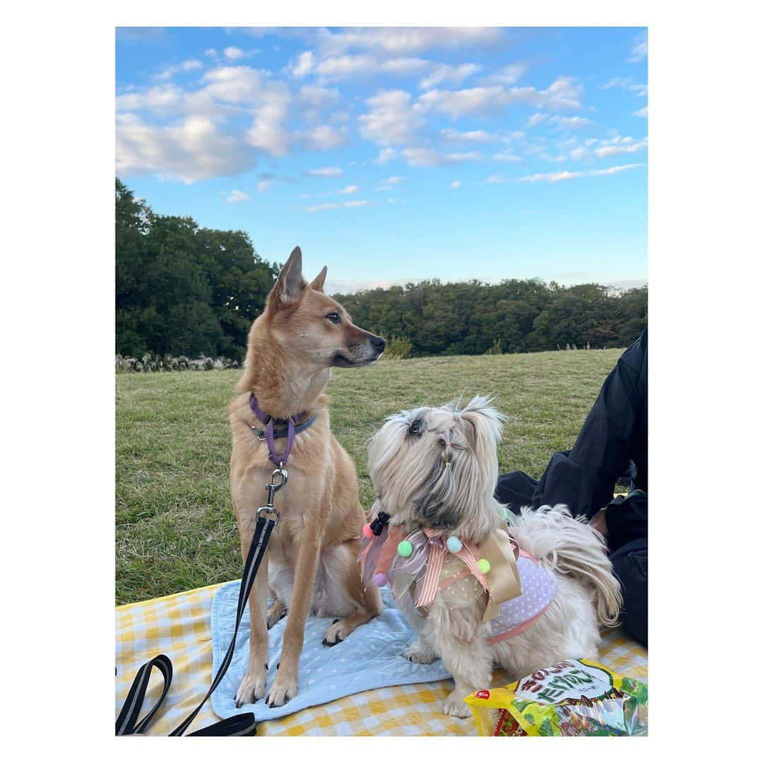 田辺あゆみさんのインスタグラム写真 - (田辺あゆみInstagram)「🌞🧺 先日、気持ちよい秋晴れの中、うどんちゃん(ハロウィン仕様🎃)とあぐちゃんとピクニックしてきました。  うどんちゃん、あぐちゃんのことだいすっきー❣️になってくれたんだけど、あぐちゃんがぜんぜん見てくれないー🥺って、必死にアピール🥹🫶  一回だけ見てくれて、😚してくれたけど、やっぱり目合わしてくれないー😭、なんでやろー🫠ってうなだれてるところ〜  #agnesmix」11月2日 20時04分 - _ayumitanabe_