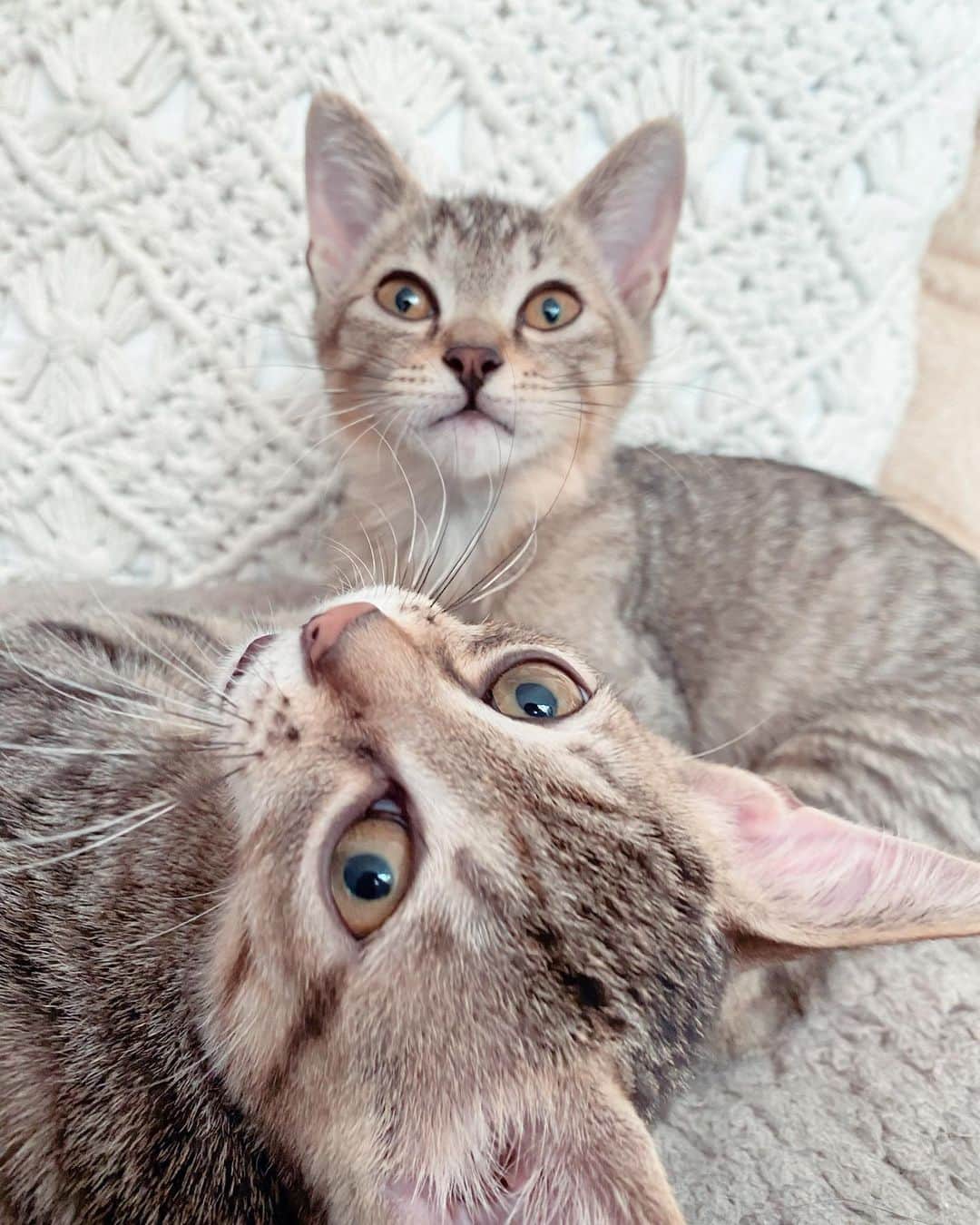 ドラゴン・キッドのインスタグラム：「サンジとシラホシがトライアルに行きました。 初めて出会うワンちゃんに緊張してる2匹ですが、ご近所さんだし、ミルクから育てた子もいるお家だから安心です。  うまくいきますようにﾟ(ﾟ´ω`ﾟ)ﾟ｡ #癒し #お裾分け #保護猫 #保護猫活動 #ミルクボランティア #預かりボランティア #猫 #十猫十色 #猫ファースト  #ねこ #ねこスタグラム #ねこのいる生活 #ねこと暮らす #cat #cats #catstagram #adoptdontshop #生体販売反対」