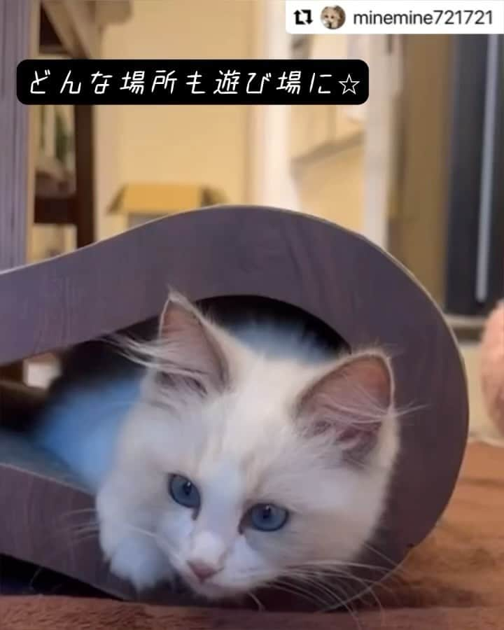 猫壱（ねこいち•ネコイチ）のインスタグラム：「子猫ちゃんにとってはつめとぎの穴だって遊び場🤣❤︎  @minemine721721 さん お写真をありがとうございました😊 お写真の商品は#バリバリベッド8 でした🐱  :::::::::猫壱 :::::::   猫壱商品を使ってくれている写真や動画に【猫壱写真館】のハッシュタグをつけてポストしてください✨  猫壱SNSなどでリポスト・紹介されるかも？！  猫壱HPにも掲載されるチャンスも🥺  ぜひ皆さんハッシュタグをつけてポストしてくださいね🥺    @necoichicojp のハイライトから応募要項をチェックして是非ご応募くださいね❤   Reproduction is  prohibited.  ...........................................................................  #猫壱写真館  #猫壱 #necoichi #猫好きさんと繋がりたい  #爪とぎ #猫のいる暮らし  #子猫#kitty  ...........................................................................」