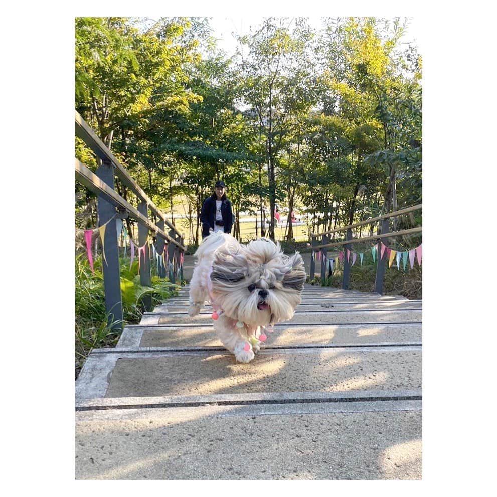 田辺あゆみのインスタグラム：「🥳 うどんちゃんとピクニックなんて夢時間すぎるよね〜⭐️ あっという間に夜になっちって、 柿に挟まれたうどんちゃんが偶然にもこわいくらいハロウィン🎃にぴったりで。 大爆笑の締めくくりとなりました。 またピクニックやっちゃおーねー😎🐶🐕💓  #agnesmix」