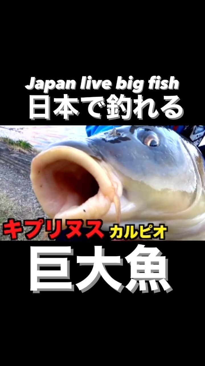 SpaceMonkeysのインスタグラム：「日本の身近なフィールドで釣れる巨大魚３選抜！ みんなは釣ったことある？！ #魚釣り #巨大魚 #アウトドア #衝撃映像」