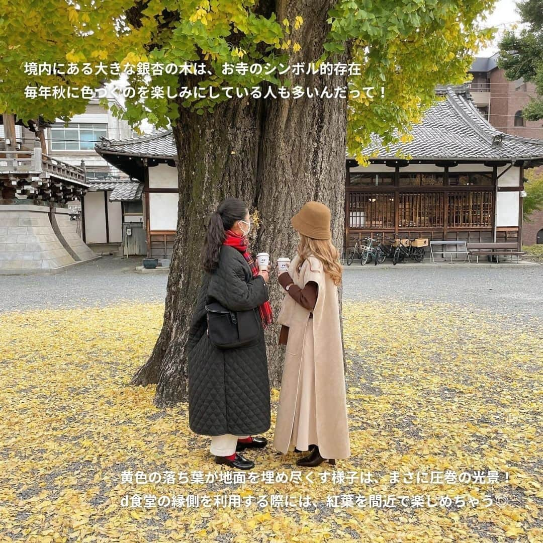 isutaさんのインスタグラム写真 - (isutaInstagram)「10月もそろそろ終わり、紅葉の見頃も近づいてきているね！今年はどこの紅葉を見に行こうか悩んでいる人も、多いのでは？  今回は、黄金色の銀杏が美しい、京都のお寺の中にあるカフェ「D&DEPARTMENT KYOTO / d食堂 京都（ディーアンドデパートメント キョウト）」をご紹介します。秋のお出かけ候補にしてみてね ☀   @d_d_kyoto  [D&DEPARTMENT KYOTO / d食堂 京都] 住所：京都府京都市下京区新開町397 本山佛光寺内 営業時間：11:00〜18:00（食事 L.O. 16:30 / 喫茶 L.O. 17:00） 定休日：水曜日（※詳しくは公式Instagramをご確認ください。）   photo by @yamepi0325  ※お店の営業時間等は変更になる場合がございます。最新情報は公式インスタグラムなどをご確認ください。  ✄-----------------------✄  姉妹アカウント @i_am_isuta も更新中  isuta編集部の日常のひとコマや 取材の最新レポを発信しているよ️˖°  ほかにも、エディターが気になる カフェやファッション、コスメをご紹介.・* ぜひフォローしてね️  ✄-----------------------✄  #isuta#isutapic#isutacafe#イスタ #danddepartment#dandd#d#d食堂京都 #京都散歩#京都市#京都紅葉#イチョウ#イチョウの木 #銀杏#ソフトクリーム部#お寺好きな人と繋がりたい #紅葉スポット#クッキー好きな人と繋がりたい #京都カフェ#京都スイーツ#癒しスポット#癒し時間 #癒しの場所#京都旅#京都カフェ巡り#京都巡り #自然が好き#自然の中で#自然がいっぱい #自然が好きな人と繋がりたい」11月2日 20時16分 - isuta_jp