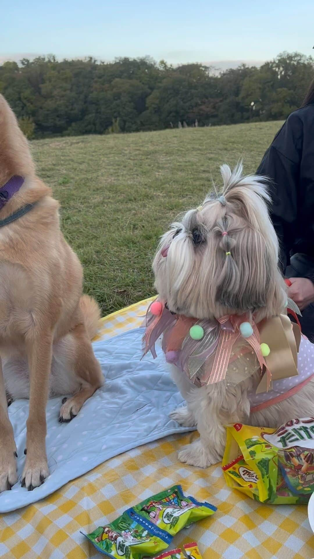 田辺あゆみのインスタグラム：「🐶🐕 ひたすらあぐちゃんにアピールし続けるうどんちゃん🐶と、ひたすら困り続けるあぐちゃん🐕の、ただただかわいすぎる動画です🤤💓」