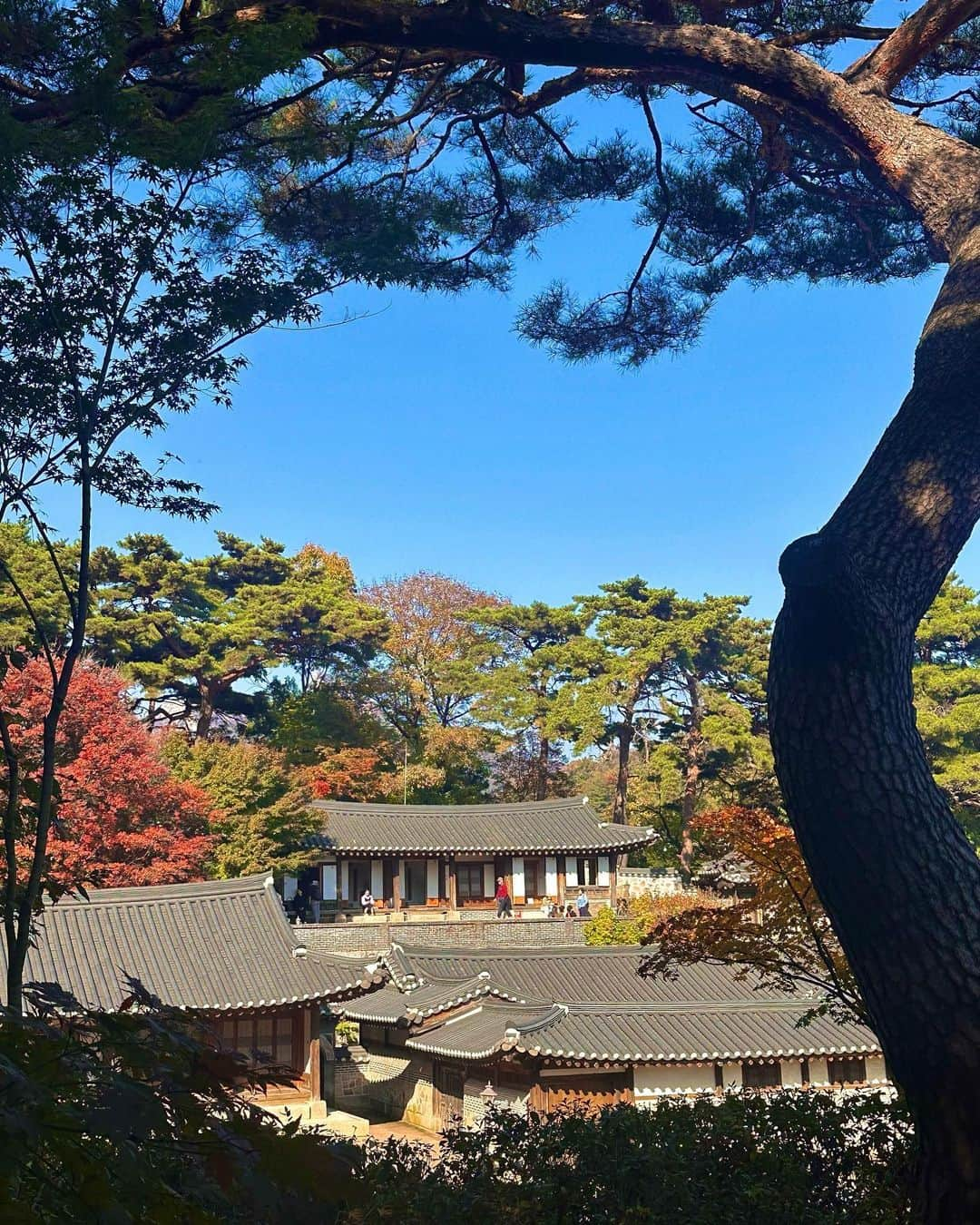 チョア さんのインスタグラム写真 - (チョア Instagram)「#석파정 가까운 종로구에 이런 예쁜곳이🍁🍂 흥선대원군이 별장으로 사용한곳이래요 고즈넉한 가을정취에 취해 찰칵찰칵,, 다음주가 더 예쁠것 같으니 꼭 가보시길🤎」11月2日 20時46分 - minjinchoa