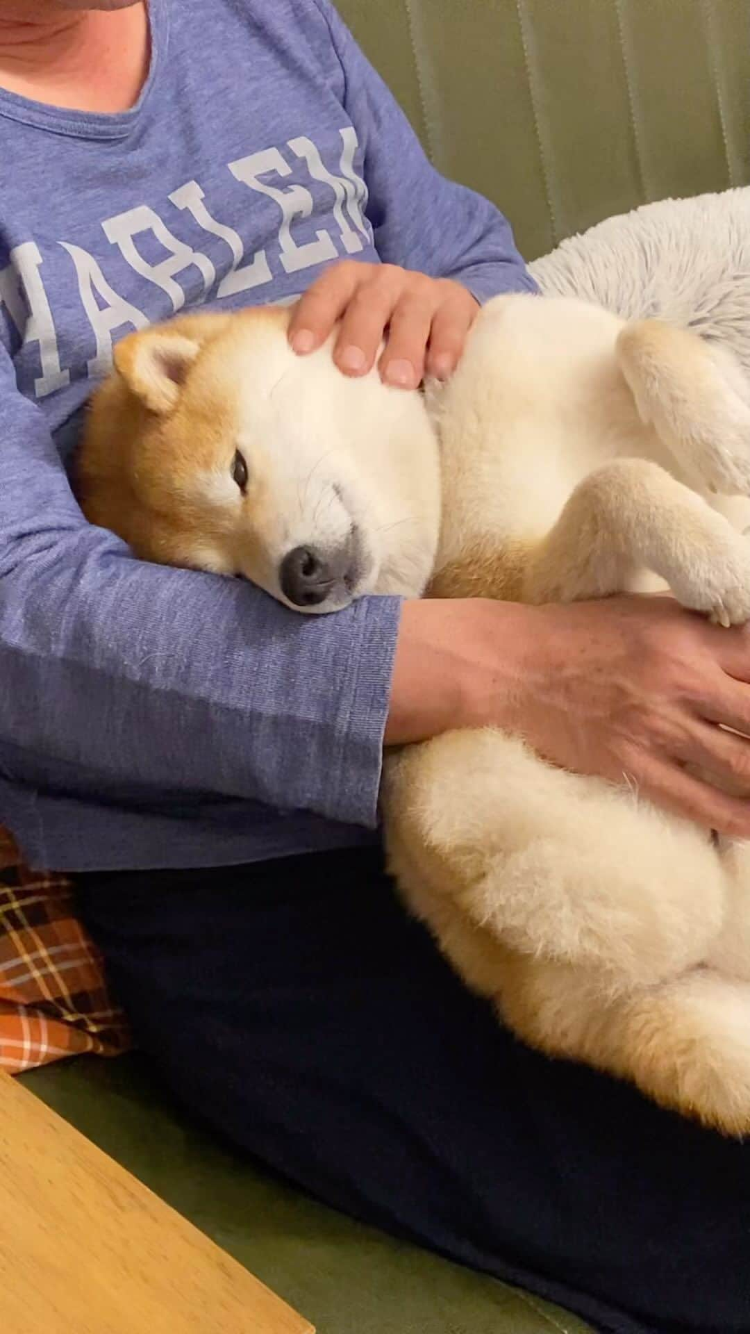 柴犬小雨のインスタグラム：「・ おやすみぃ...🐶💤 ・ ・ ・ #shiba_snap #shibamania #petstagram #dog  #shibadog #petstagram #pet #shiba #shibainu #shibaaaaainu #shibastagram #pecoいぬ部 #dogstagram #子犬#仔犬#狗 #犬のいる暮らし #犬のいる生活 #こいぬ#いぬのきもち #豆柴#まめしば#しばいぬ #9gag #しばけん #ペット#小狗#柴犬#犬#柴犬小雨#シバイヌ」