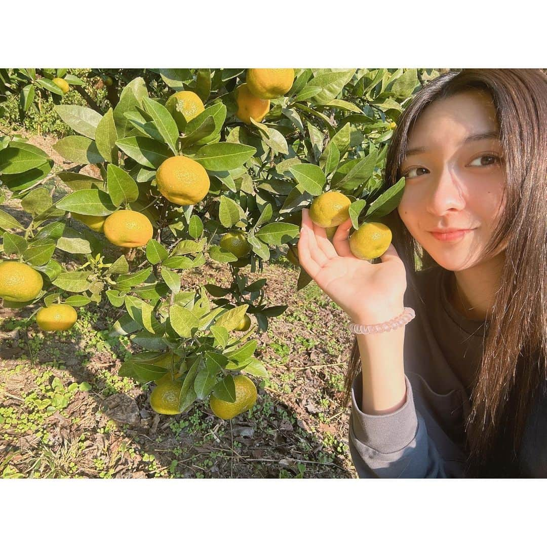 横山莉華のインスタグラム：「少しずつ色づいてきてる𓂃 𓈒𓏸🍊🧡 天気が良すぎて寝起きで外に出てきた ☀︎  #みかん #04」