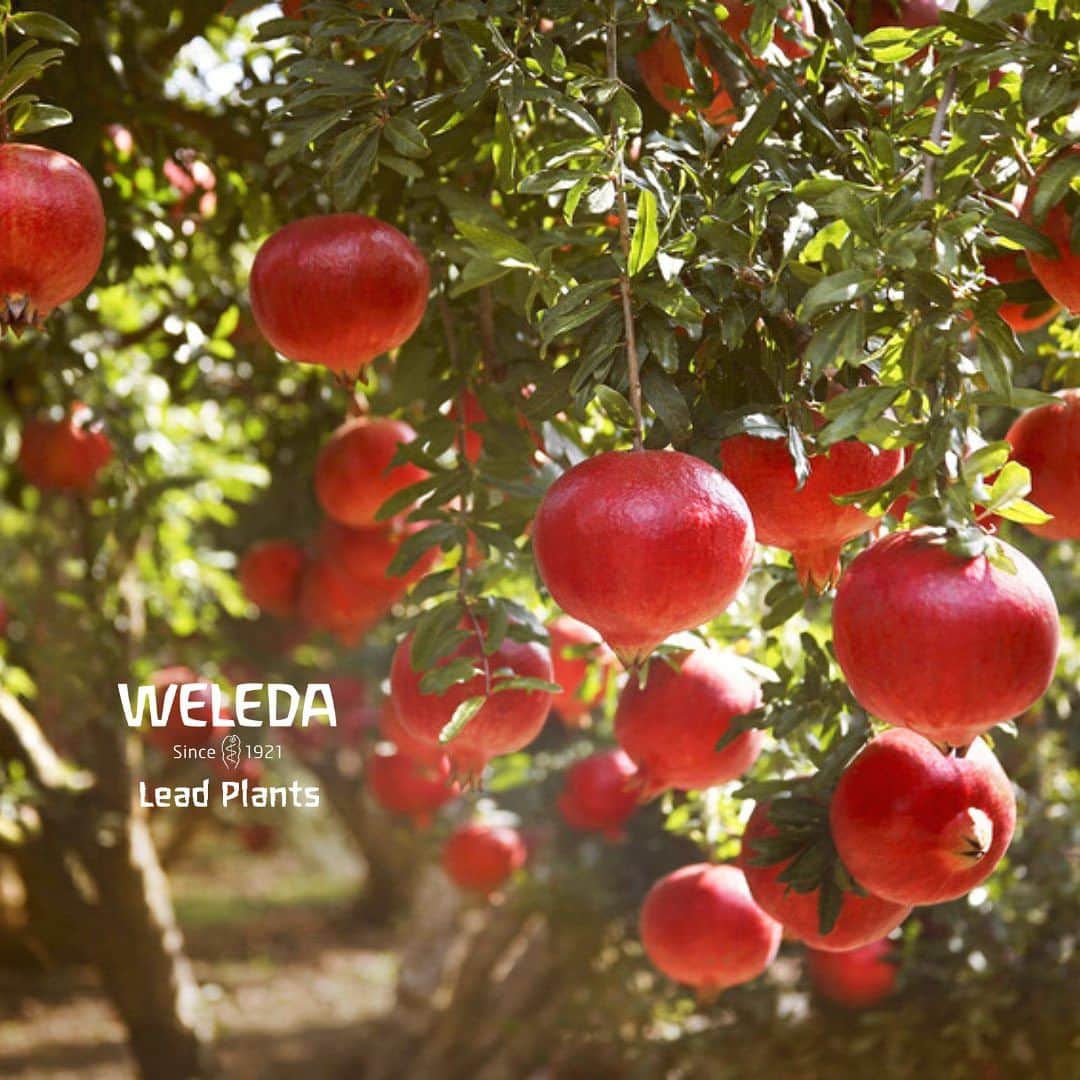 ヴェレダ Weleda Japanさんのインスタグラム写真 - (ヴェレダ Weleda JapanInstagram)「【ヴェレダのキープラントのひみつ】  キープラントと呼ばれる植物はヴェレダの製品のシンボルであり、私たちにとって非常に特別な存在です。  植物それぞれがもつユニークな個性をひもとき、人間とどのようなつながりを持つのか、その秘密を探っていくことを私たちは目指しています。  ––––自然と人間とのつながりにこそ、 　　　人間のエネルギーやバランスの影響する鍵が潜んでいる––––  植物と人間の関係を深く知ることで、ライフステージのどの場面でも、植物のパワーを美容や健康に活かすことができるのです。  本日は #ヴェレダのキープラント  『ざくろ』のひみつをご紹介します。  キープラントの、それぞれユニークな個性、人間と深いつながりを楽しんでください。  ╋━━━━━━━ 　　　ざくろ 　　━━━━━━━╋  ざくろは、とてもジューシーでリッチな果物。 乾燥して硬い外皮とは裏腹に、実を割ってみると胎座に包まれた赤い宝石のようなみずみずしい果肉と種が無数にあふれ出します。  ざくろは何千年にもわたって、世界中で広く親しまれてきた歴史があります。  今日のギリシャ、トルコ、イラン、イラクを含む古代ペルシア帝国が発祥の地とされており、今なお地中海、中東、インドを主な産地としています。  これらの文化圏では、今も昔もざくろは繁栄、官能や強さのシンボル。  この植物自体とても長生きで、200年も生息し続ける例もみられます。  ＜科学的な実証のある成分＞ 稀少なざくろ種子油は、ポリフェノールを豊富に含んでおり、抗酸化力や再生力に優れています。  こうした自然由来の有効成分は、肌細胞のエイジングの原因となる活性酸素をパワフルに除去する働きをします。また、ざくろ種子油は肌細胞を活性化して、引き締まったなめらかな肌へと導きます。  ＜ざくろは変化を受け入れる名人＞ ざくろは一般的な植物のように花の時季、実の時季というように段階的に成長するのではなく、花も実も同時発生的に成熟するというプロセスをたどります。  つまり、若さと成熟さを共生させ、肌のもつポテンシャルを生かすことができる肌環境へと導く作用があるということ。  ざくろ種子油は変化にゆらぐ肌を落ち着かせて安定させ、内外の美の調和をはかることで、穏やかな心で未来へと歩み出す勇気をくれるのです。  ╭━━━━━━━━━━━━━╮ 　 　 　ヴェレダのキープラント 　 について知ることができた！ 　　　という方は「💐」  ╰━━━━━━ｖ━━━━━━╯  ぜひ、絵文字を使って、[コメント]で教えてください！  ---------------------------------------------------  商品についての詳細は @weleda_japan のトップページリンクからご覧いただけます。  もう一度見たい方は、 ぜひ「保存」ボタンを押してくださいね！  #ヴェレダ #WELEDA #weleda #オーガニック #オーガニックコスメ #植物療法 #シュタイナー #ホリスティック #organiccosmetics #유기농 #キープラント #植物のある暮らし #植物好きな人と繋がりたい #花のある暮らし #花が好きな人と繋がりたい #gardenstory #ガーデンストリー #アントロポゾフィー #anthroposophy #leadplant #ざくろ」11月2日 20時56分 - weleda_japan