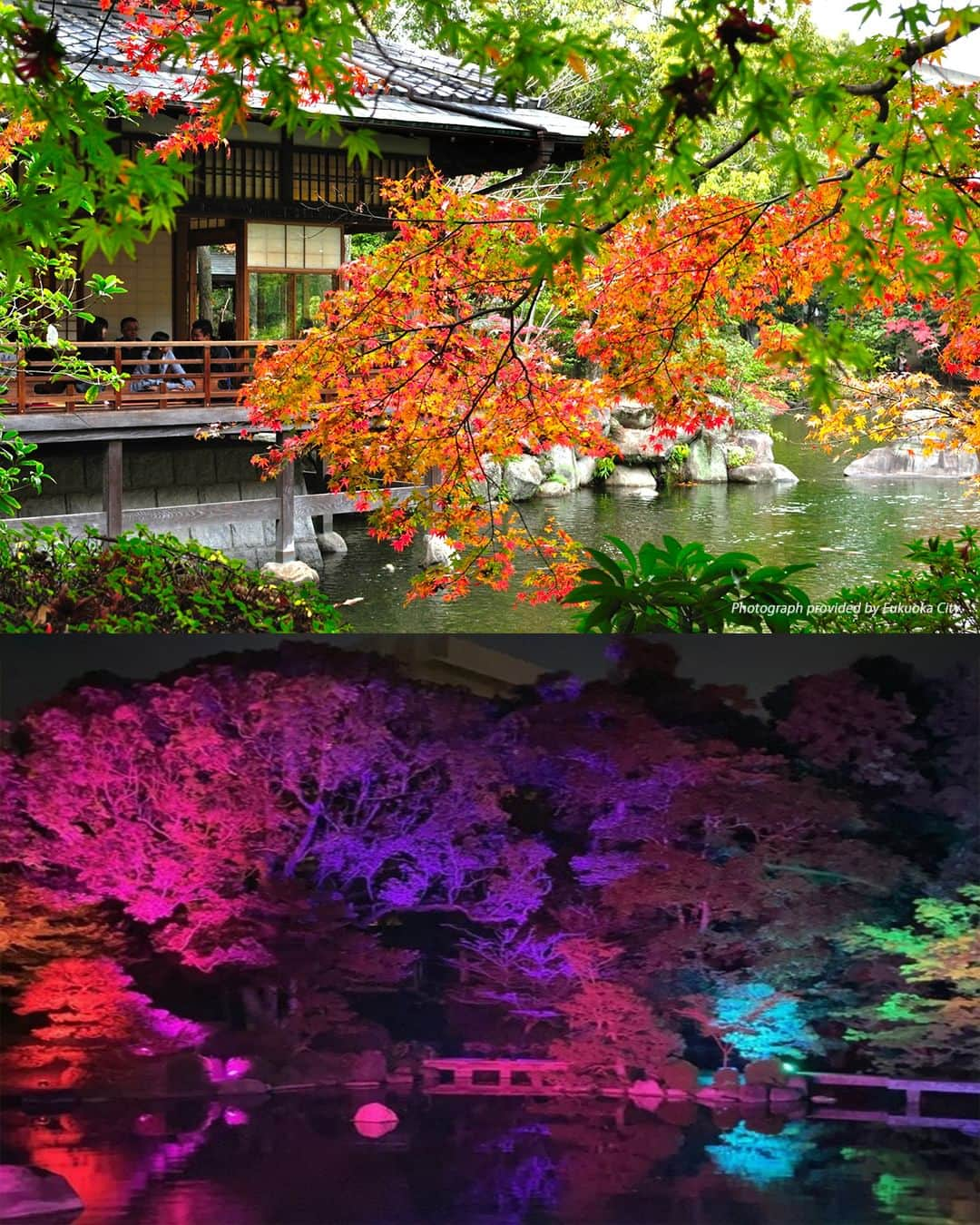 Birthplace of TONKOTSU Ramen "Birthplace of Tonkotsu ramen" Fukuoka, JAPANのインスタグラム：「Yusentei Park - A Japanese Garden Colored by Autumn Foliage!🥰✨ Located in Fukuoka City, Yusentei was built as the villa of a feudal lord in 1754, but was eventually restored and reopened as Yusentei Park, a Japanese-style garden.🏡  Yusentei Park’s flowers bloom throughout the year, granting visitors beautiful scenery, no matter the season. You can enjoy matcha tea and traditional Japanese confections in the Great Hall while basking in the soothing garden landscape.🍵  Yusentei Park’s roughly 150 maple trees change color from mid-November through December, making it a great time to visit for a relaxing stroll through the autumn leaves. The projection mapping show "Maple Leaves Party" will also be held from 6:00 pm to 9:00 pm until November 12!🍁  Be sure to come by after dark to witness the magical fall foliage at night!🍂  ------------------------- FOLLOW @goodvibes_fukuoka for more ! -------------------------  #fukuoka #fukuokajapan #kyushu #kyushutrip #explorejapan #instajapan #visitjapan #japantrip #japantravel #japangram #japanexperience #beautifuljapan #japanlovers #visitjapanjp #autumnleaves #japanesegarden」