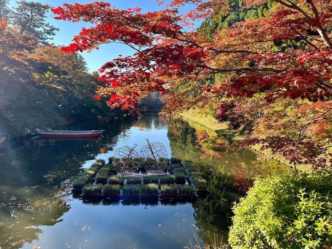 南圭介さんのインスタグラム写真 - (南圭介Instagram)「弘前城菊と紅葉まつりに行ってきました！  これにより南圭介  弘前四大まつり  制覇です！  さてさて  紅葉のグラデーションはとても美しく 弘前公園では桜も紅葉し、昼夜の寒暖差があるからこそ美しい紅葉が広がっています！  夜のライトアップされた紅葉も素敵でした！ 南が塗った「朱雀」「青龍」、メッセージやサインも投影して頂きました！ お堀を進む舟から見る紅葉もとても素敵だったので、動画や画像など、またお届け出来たらと！  改めて、「元気！弘前」からのご縁で、この1年、弘前・青森の魅力を感じさせて頂けた事に感謝です。 白神山地魅力発信アンバサダーという大切な役割も頂き、 白神山地のツアーも無事終了し、 たくさんの応援、そしてたくさんのサポート本当にありがとうございます！ これからも引き続き、たくさんの魅力を発信していきますので、宜しくお願い致します！  If you want to see beautiful autumn leaves, you should go to Hirosaki.  Daun musim gugur di Hirosaki.Mantul!🇮🇩  #弘前城菊と紅葉まつり #弘前公園 #弘前城 #弘前 #青森 #hirosakicastlechrysanthemumandautumnforiagefestival #autumnvibes🍁 #daunmusimgugur  #hirosakicastle #hirosakipark #hirosaki #aomori  #白神山地魅力発信アンバサダー #世界遺産検定マイスター」11月2日 21時14分 - keisuke_minami73