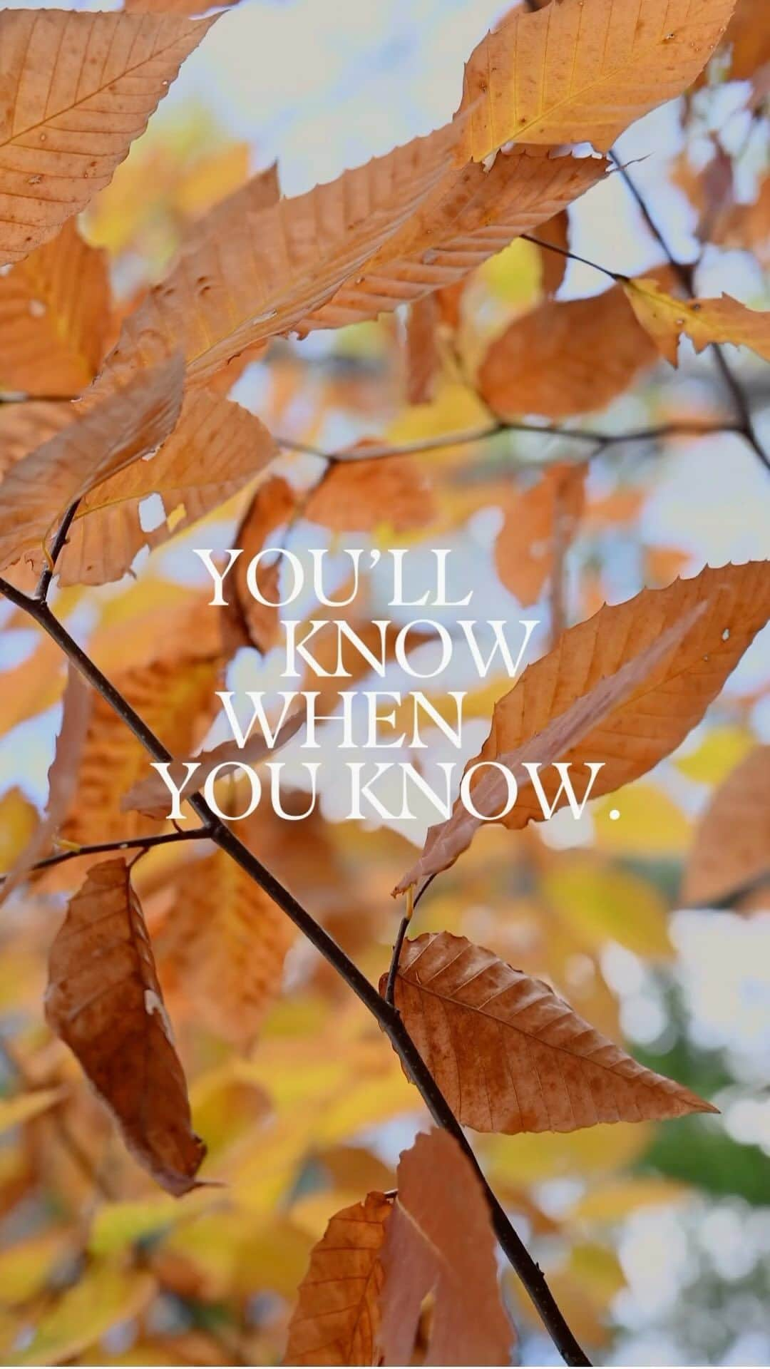 吉川めいのインスタグラム：「【日本語は英語に続く】 When I finally understood  that   I’ll know  what I need to know  when I need to know it   I could finally let go of the need to know  something I don’t know   And be at ease  with the now  🙏💛  タイミングに悩んだり 相手を迷ったり 「わかんな〜い」って言い続けたり  もがき続けるのはマインドの得意なことだけど  知る必要のあることは 知る必要のあるときに わかるものだと理解したら  なんとも人生はラクになった。 自分をもっと、信頼できるようになりました。  #thoughtoftheday #phraseoftheday #youllknow #mindfulness #mindfulliving #consciousliving #マインドフルネス　#わからない　#決断　#決断力　#今日の言葉　#今ここ　#心を整える #心を軽くする言葉 #セルフケア　#心のケア #心の健康」