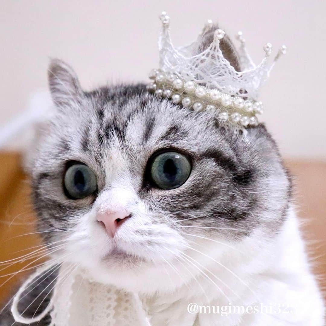 こむぎこまるさんのインスタグラム写真 - (こむぎこまるInstagram)「. . . 👑スワイプしてにゃ　Swipe→👑 . . . 1枚目の写真はカレンダーに使用😽👑✨ . The first photo was used for the Komaru desk calendar.😽👑✨ . Komaru calendar→https://komaru-fan.stores.jp . . . #こまる姫 #meowed  #princesscat #お姫様 #munchkinshortlegs  #短足マンチカン #meowbeauties  #beautifulcatsofinstagram  #cat_feature  #nekostagram  #catphotos」11月2日 21時35分 - mugimeshi323