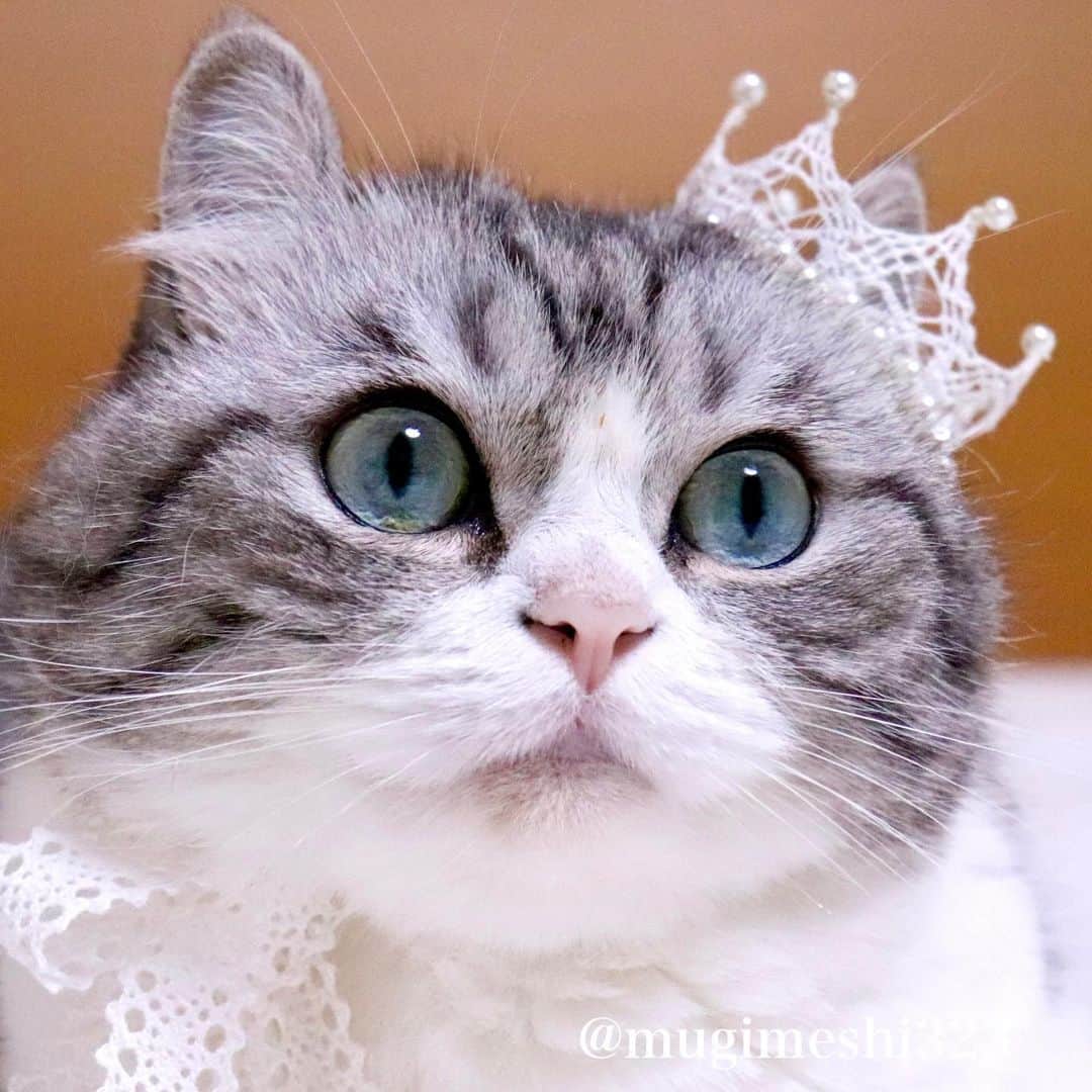 こむぎこまるさんのインスタグラム写真 - (こむぎこまるInstagram)「. . . 👑スワイプしてにゃ　Swipe→👑 . . . 1枚目の写真はカレンダーに使用😽👑✨ . The first photo was used for the Komaru desk calendar.😽👑✨ . Komaru calendar→https://komaru-fan.stores.jp . . . #こまる姫 #meowed  #princesscat #お姫様 #munchkinshortlegs  #短足マンチカン #meowbeauties  #beautifulcatsofinstagram  #cat_feature  #nekostagram  #catphotos」11月2日 21時35分 - mugimeshi323