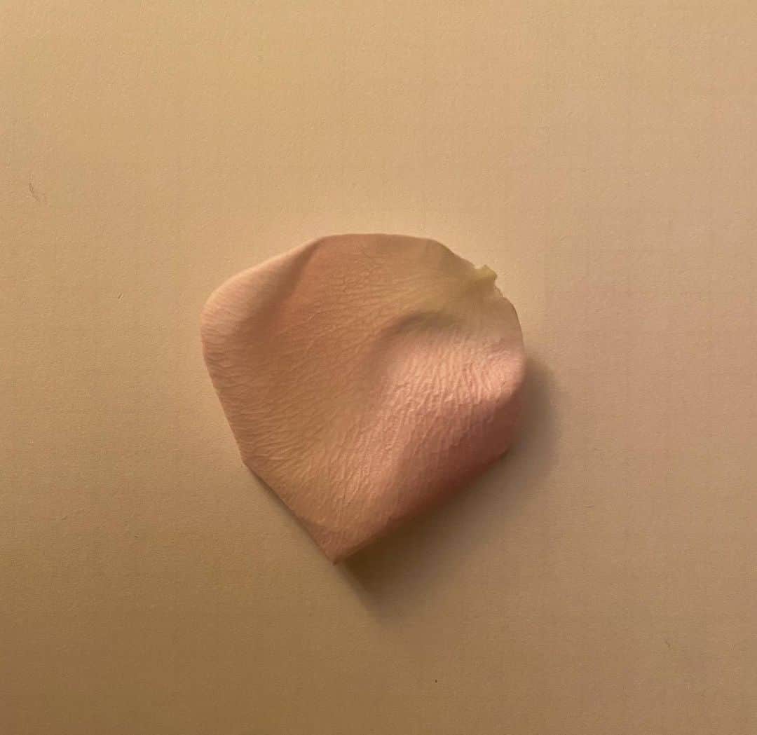 後藤しおりのインスタグラム：「作業机に飾った薔薇が弱ってきたのを、外側の花弁を少し摘んで押し花へ。よく観察してみると、和紙のような柔らかい脈の模様がとても綺麗。今日も食後に秋映丸齧り。良いのか悪いのか、いつも芯まで食べて残るのはヘタと種だけ。最近栗仕事をしすぎて、爪際がアクで真っ黒。」