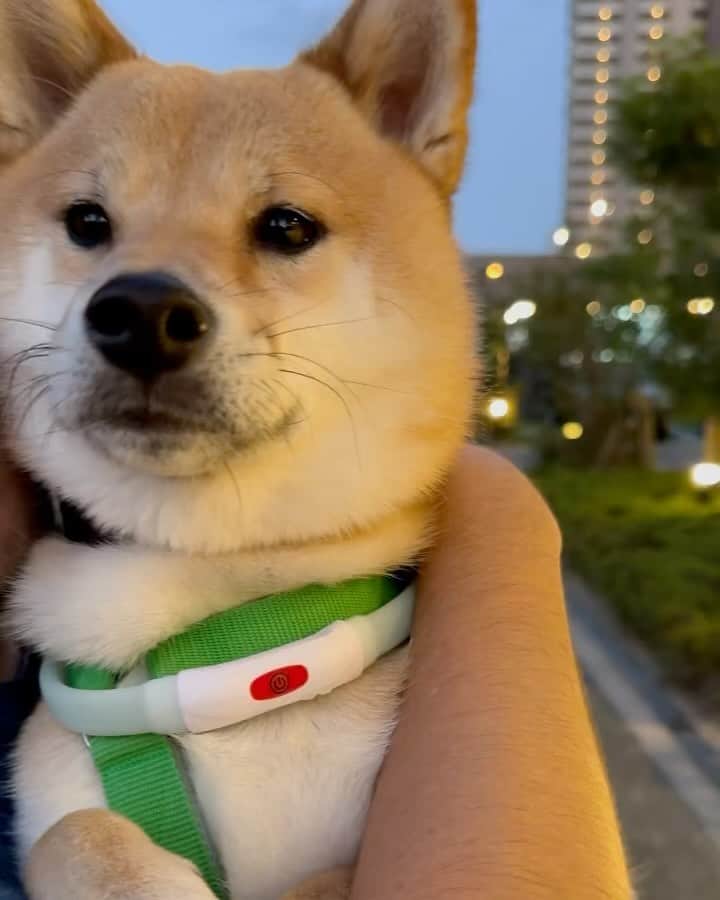 豆柴 福and富のインスタグラム：「. . パパにぎゅーされたけど 遠くの声？音が気になって それどころじゃない富くん😆💗  最初にぎゅーされて目が潰れてるところがツボ💘 可愛くて癒し🥹💗  . .」